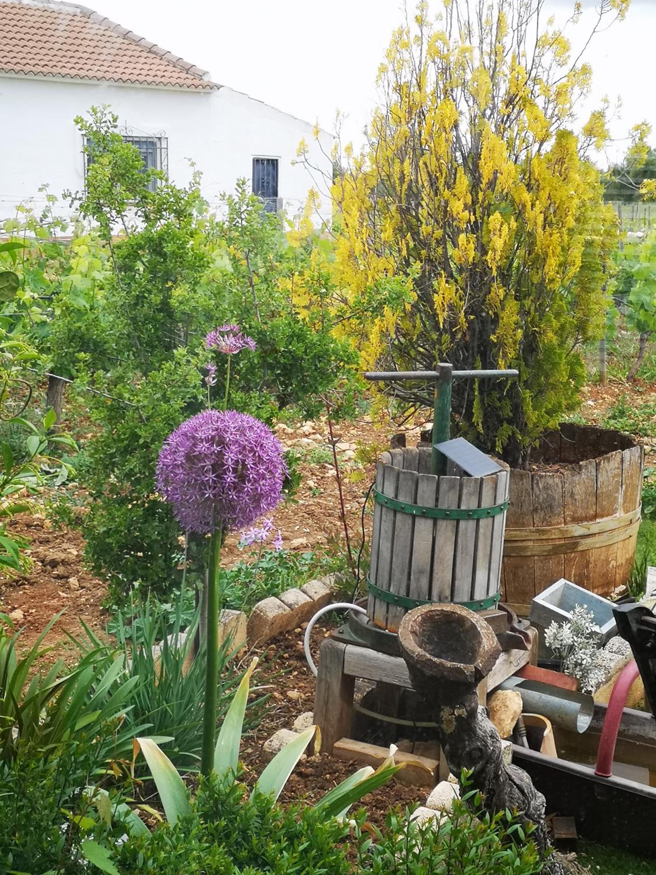Apartamento El Baco entre viñedos
