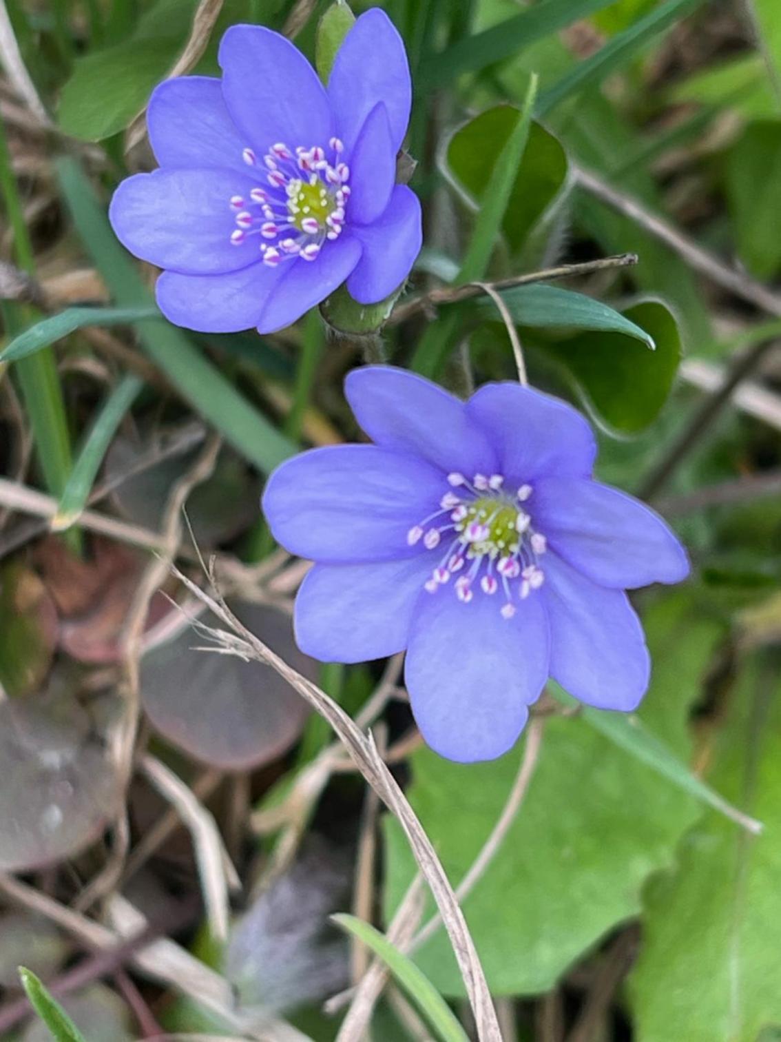 SOMMERHAUS JOSEFA