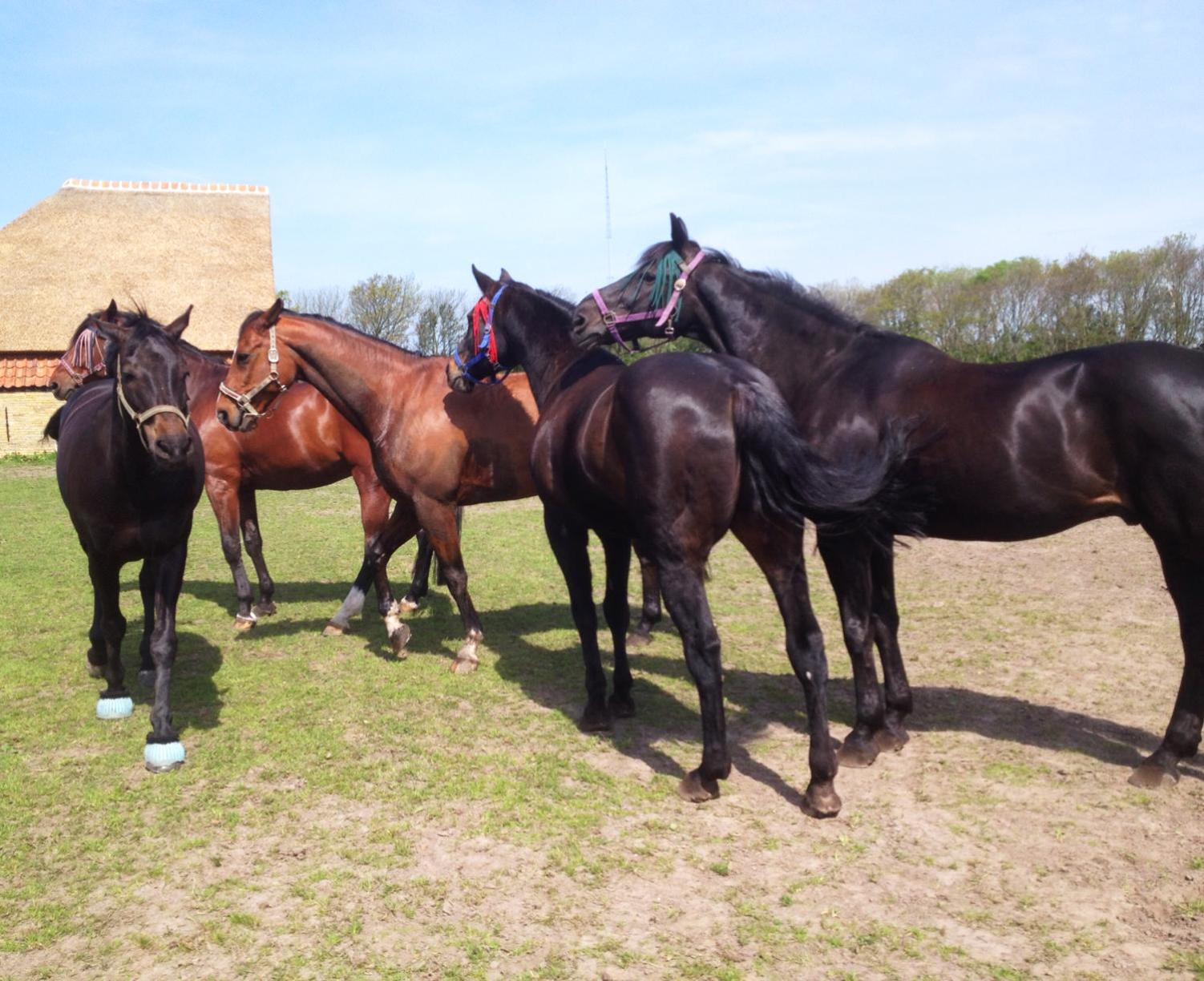 Hoeve Consensus Texel