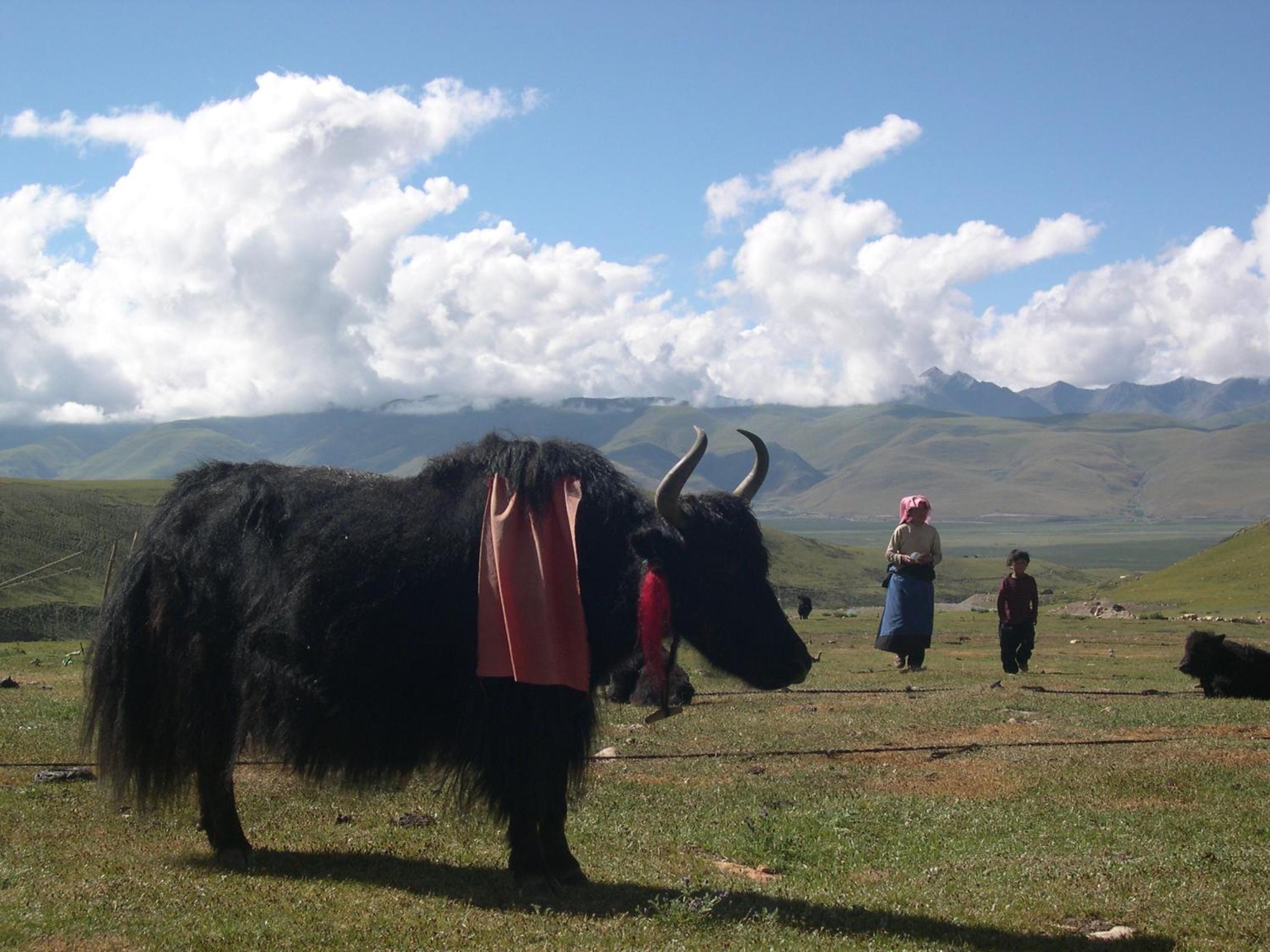 B&B Piccolo Tibet