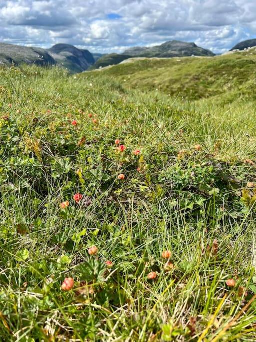 Sjarmerende leilighet i Sirdal