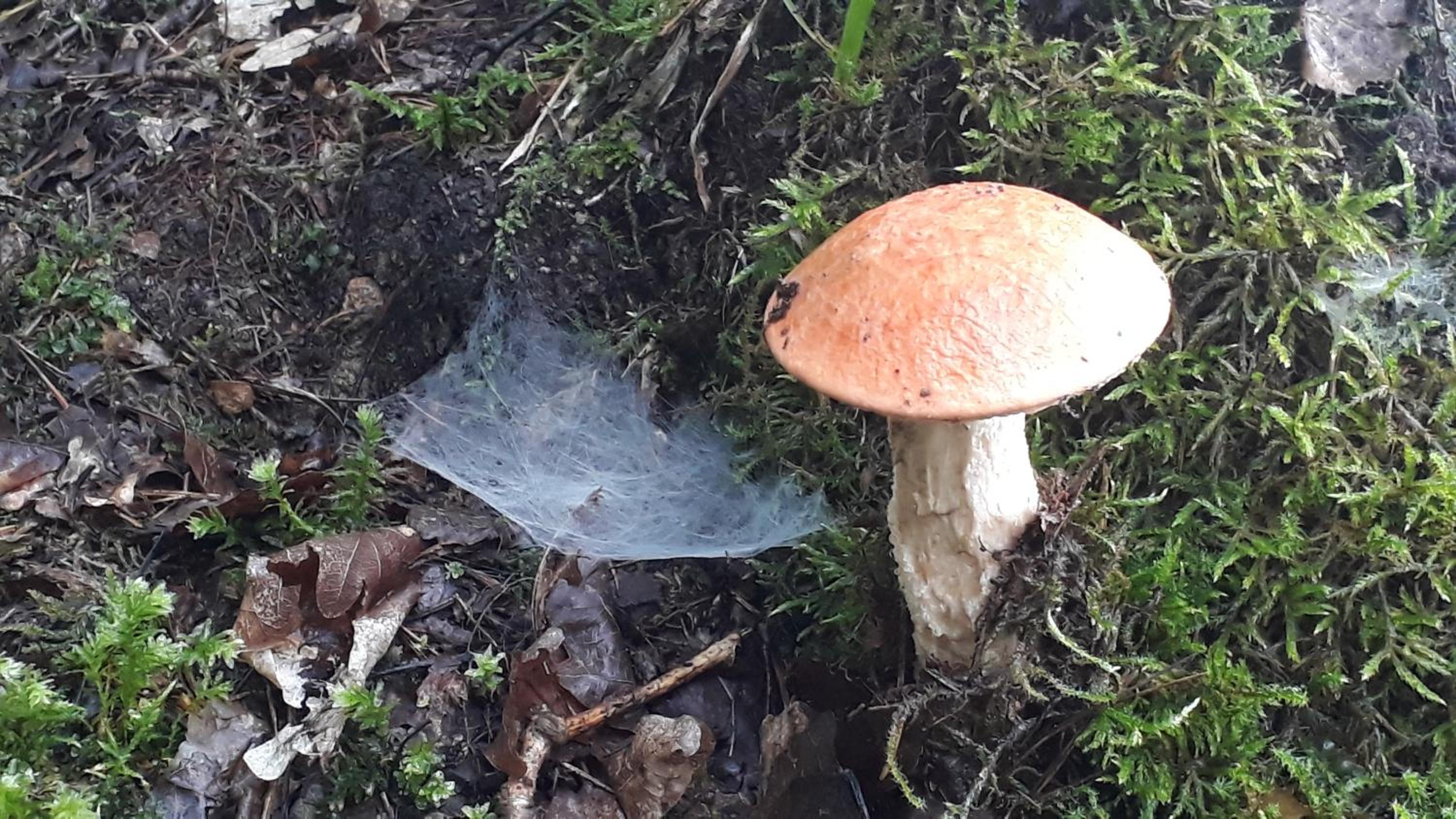 Glamping na samotě u lesa