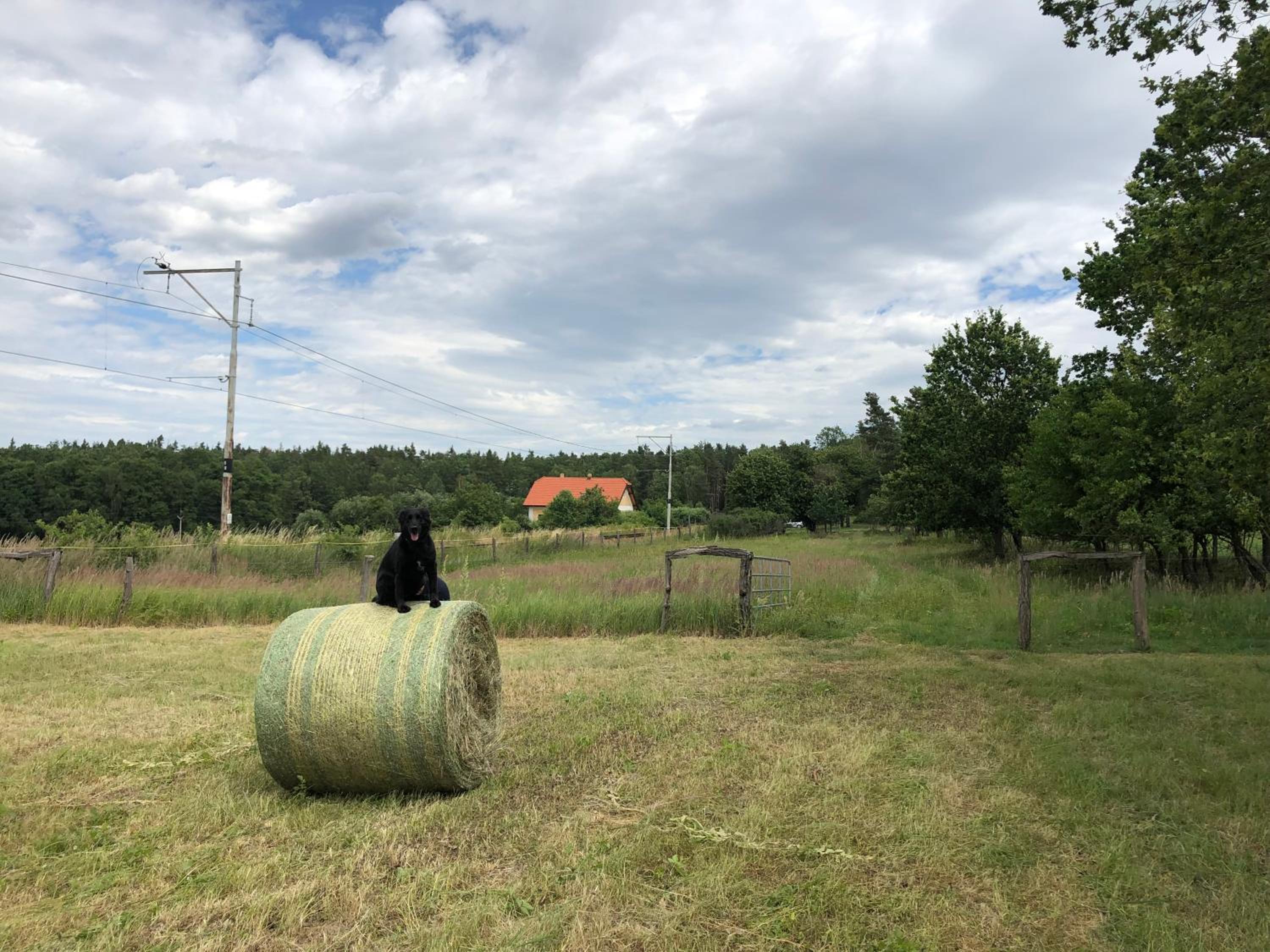 Glamping na samotě u lesa
