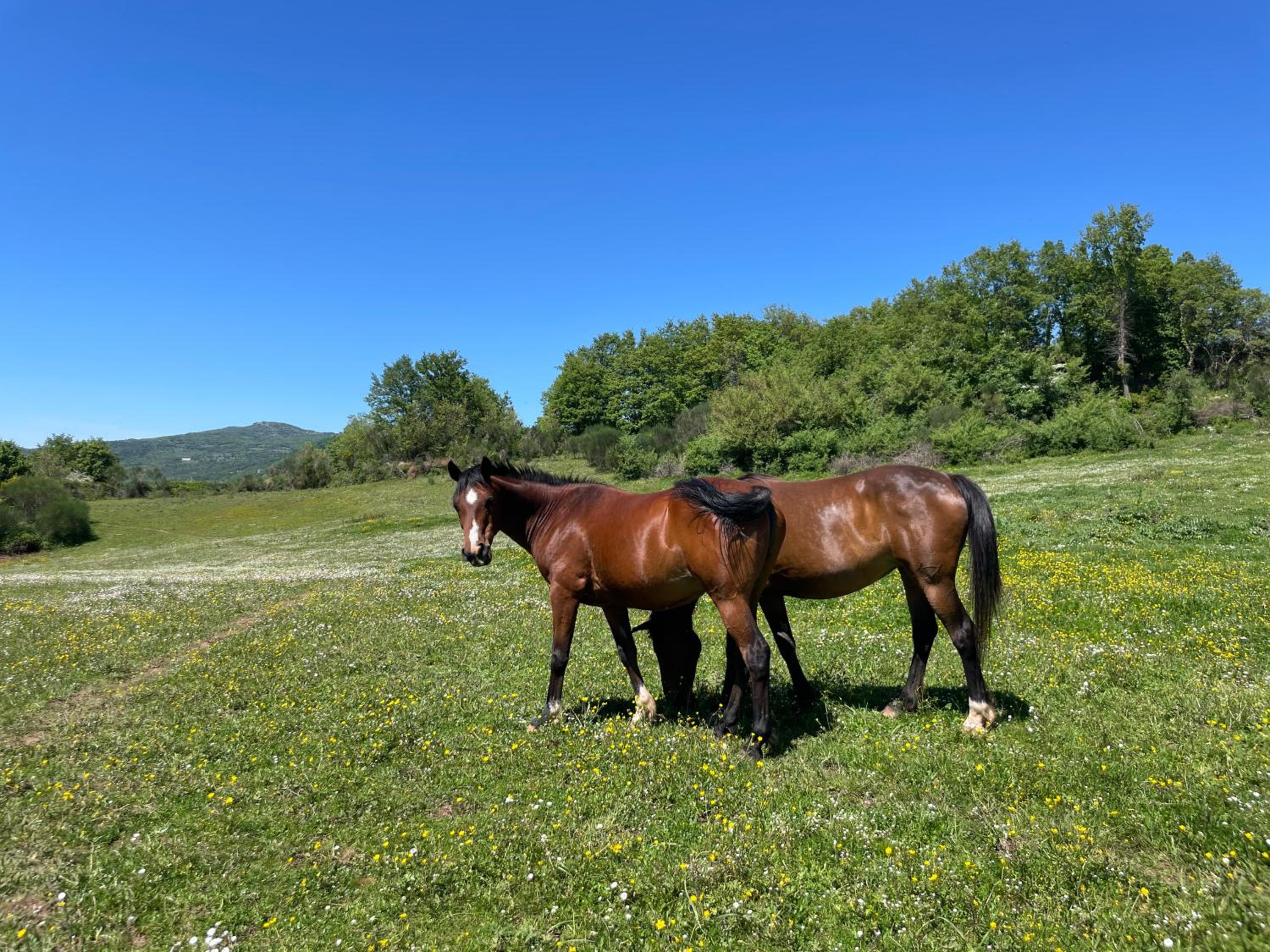 Podere Casagrande