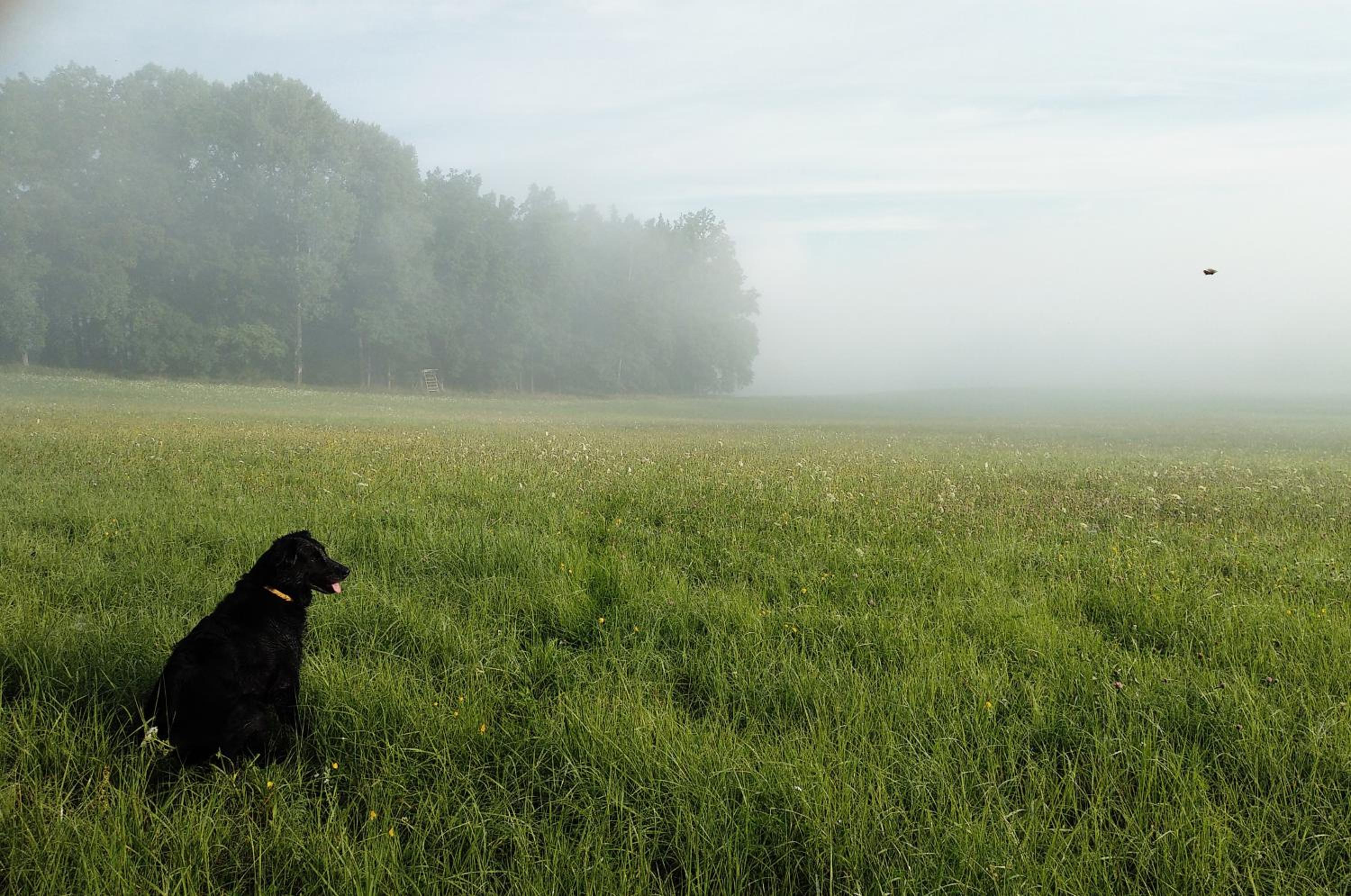 Glamping na samotě u lesa