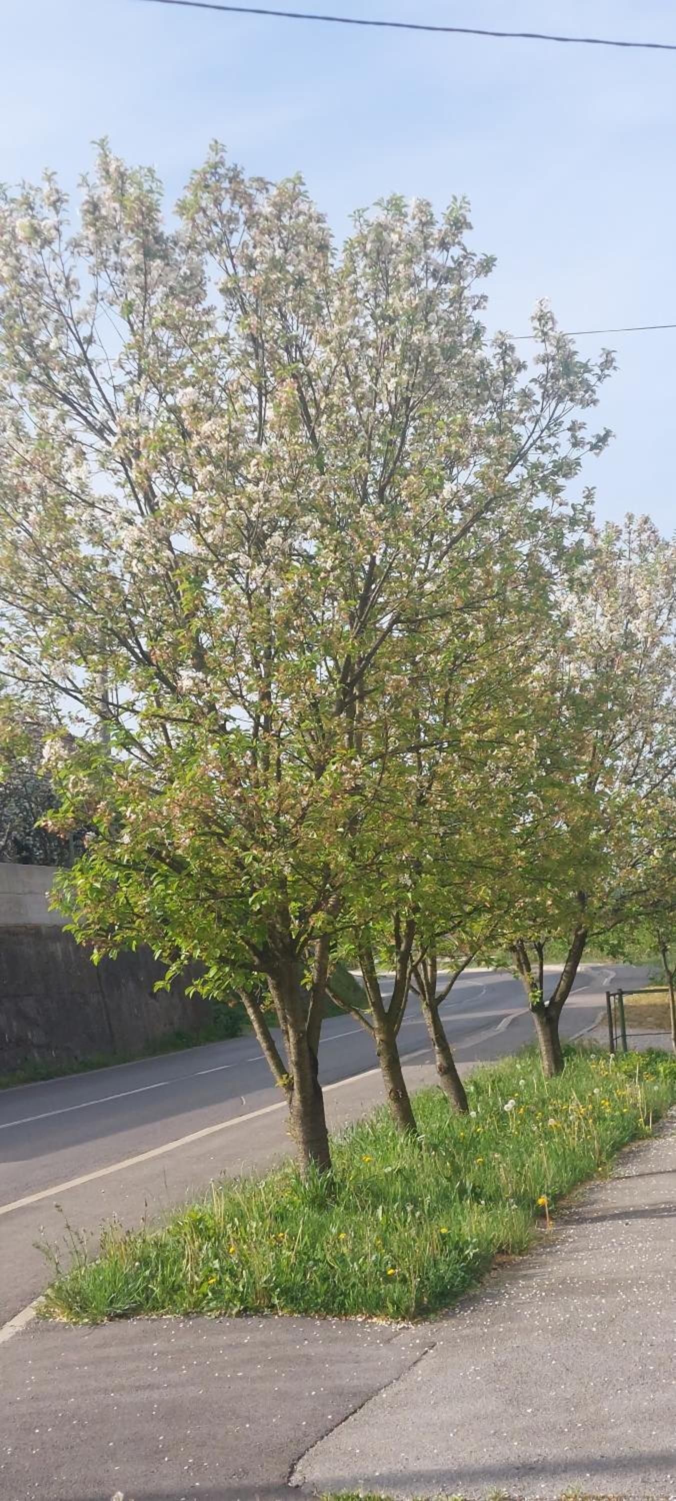 Photo 38