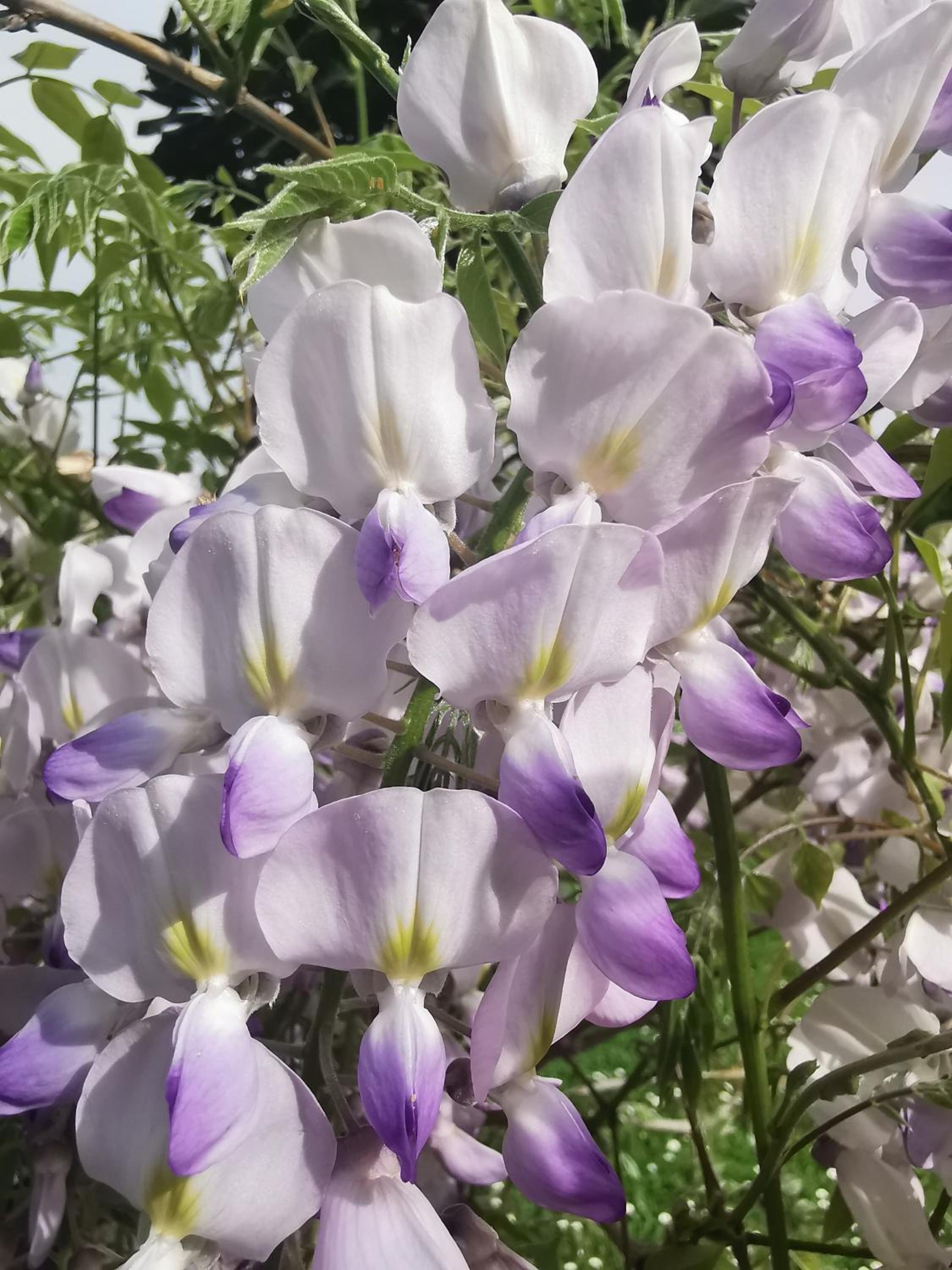 Affittacamere Il Picchio photo 3