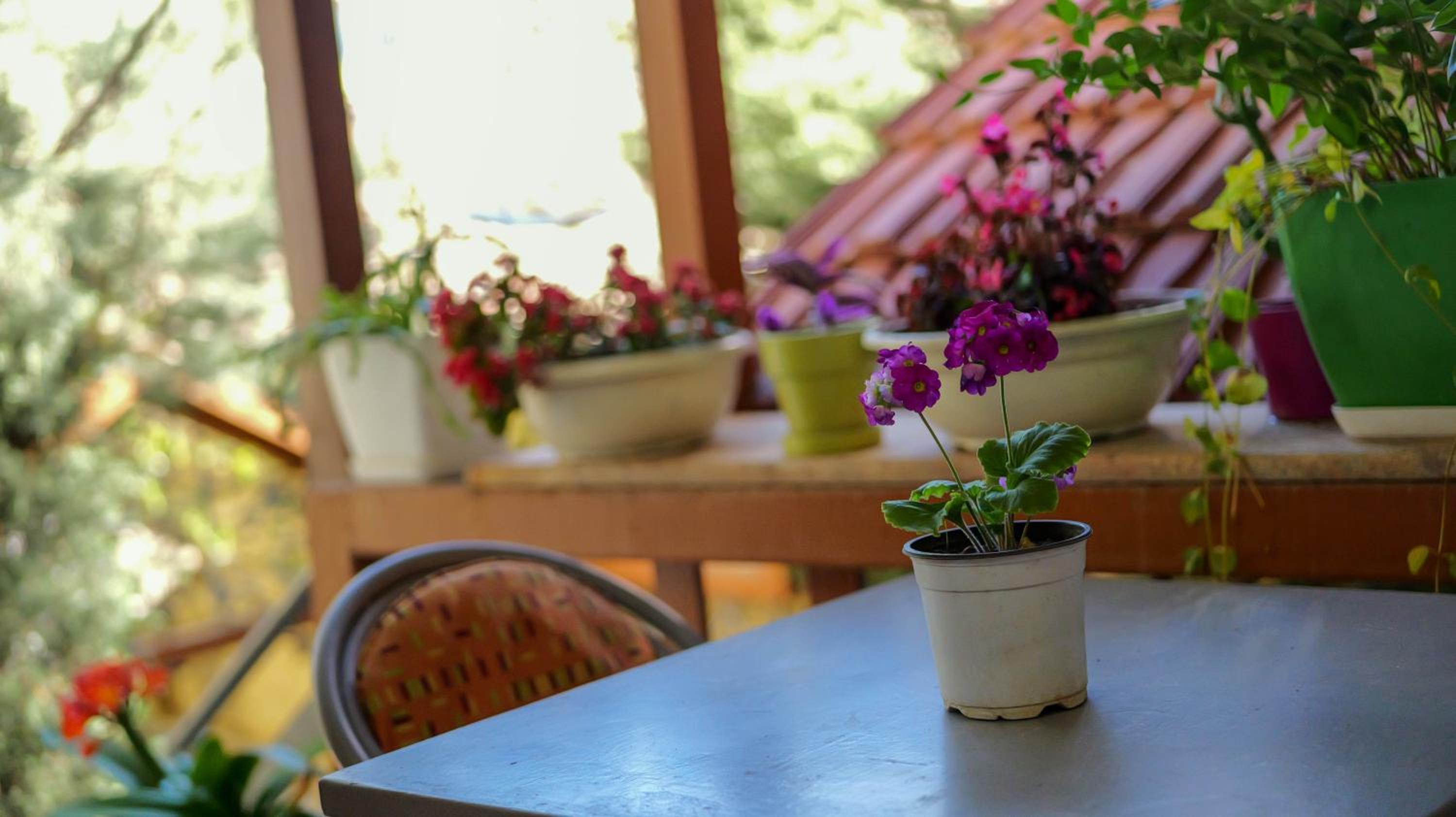 Shkodra Guest House & Trips