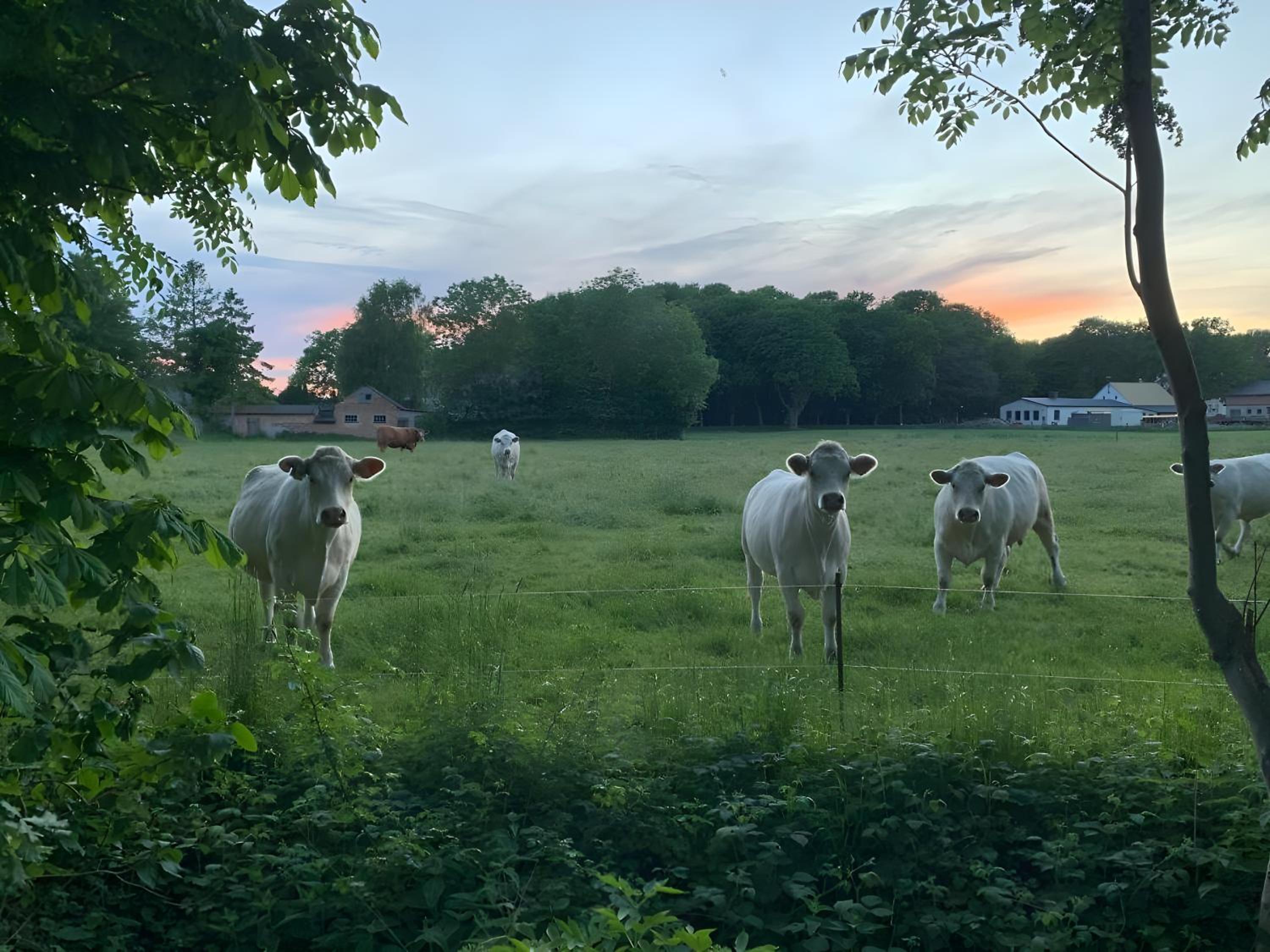 Reetdachhäuser gegenüber Hiddensee