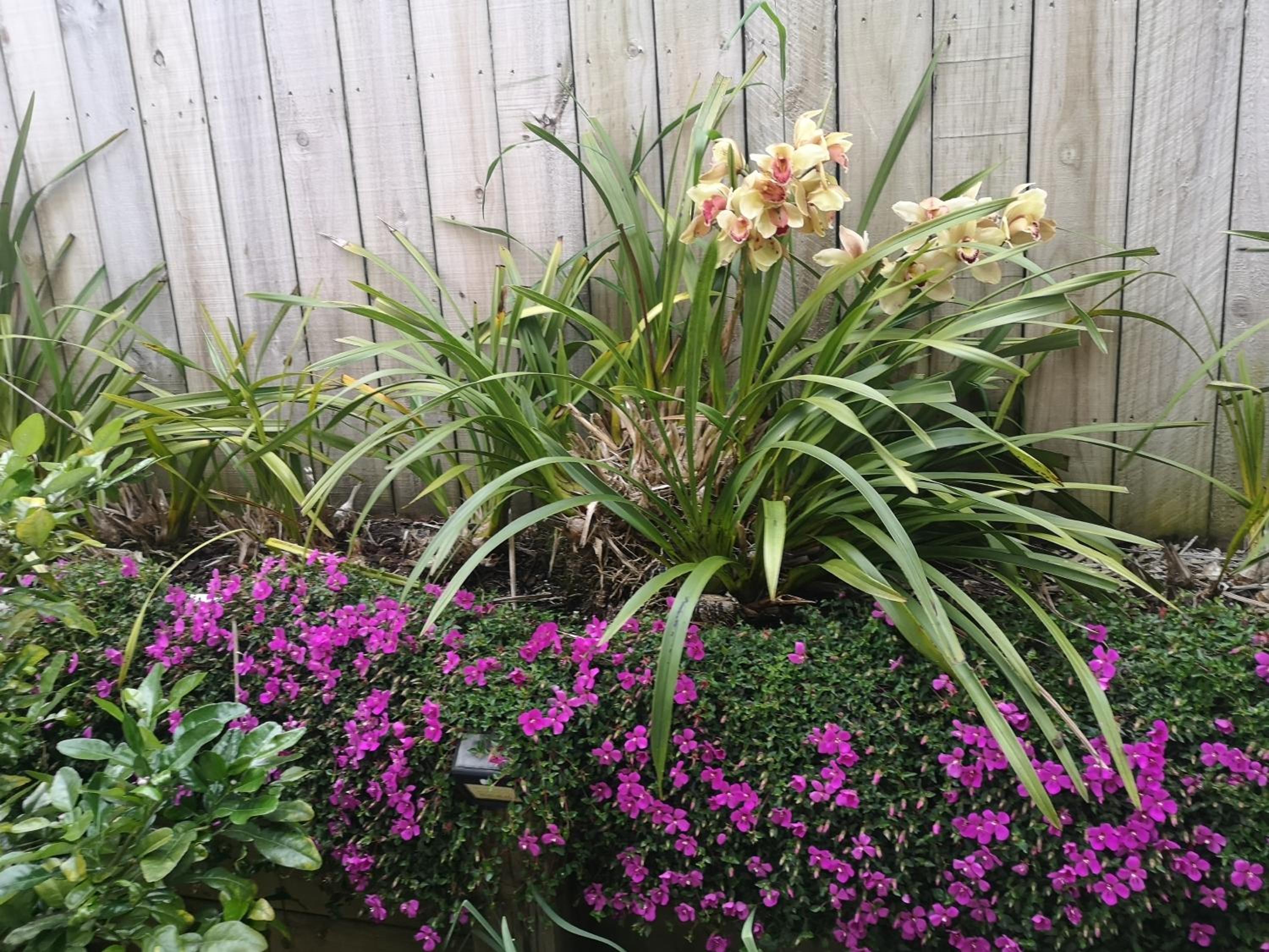 W&M Orchid House view 3