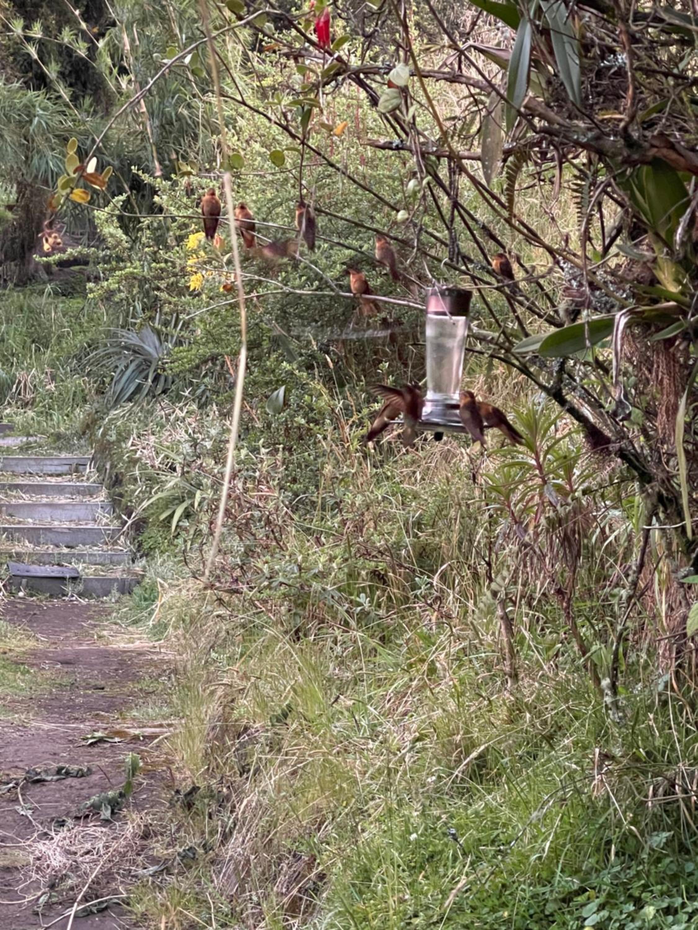 Quinde Ñan Lodge