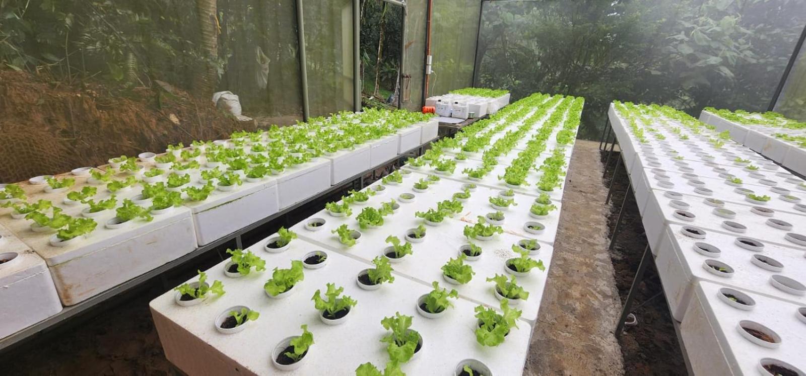 Elnora's Farm