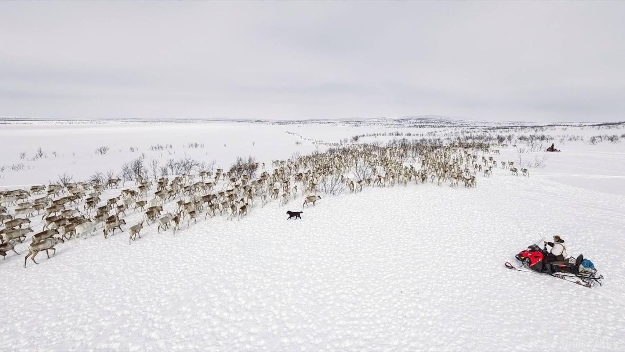 Authentic Sami Reindeer Herding Adventure in Arctic Norway view 2