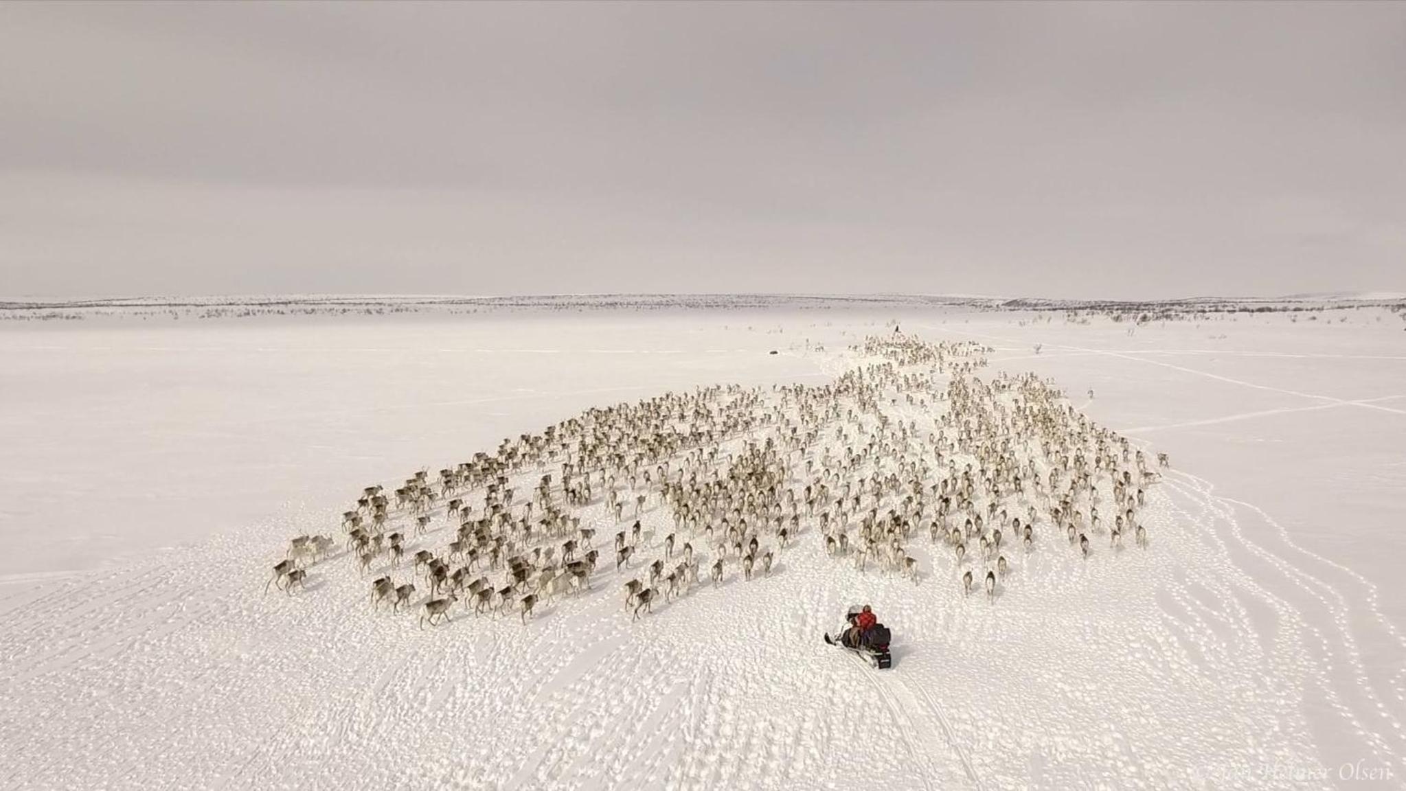 Authentic Sami Reindeer Herding Adventure in Arctic Norway view 3