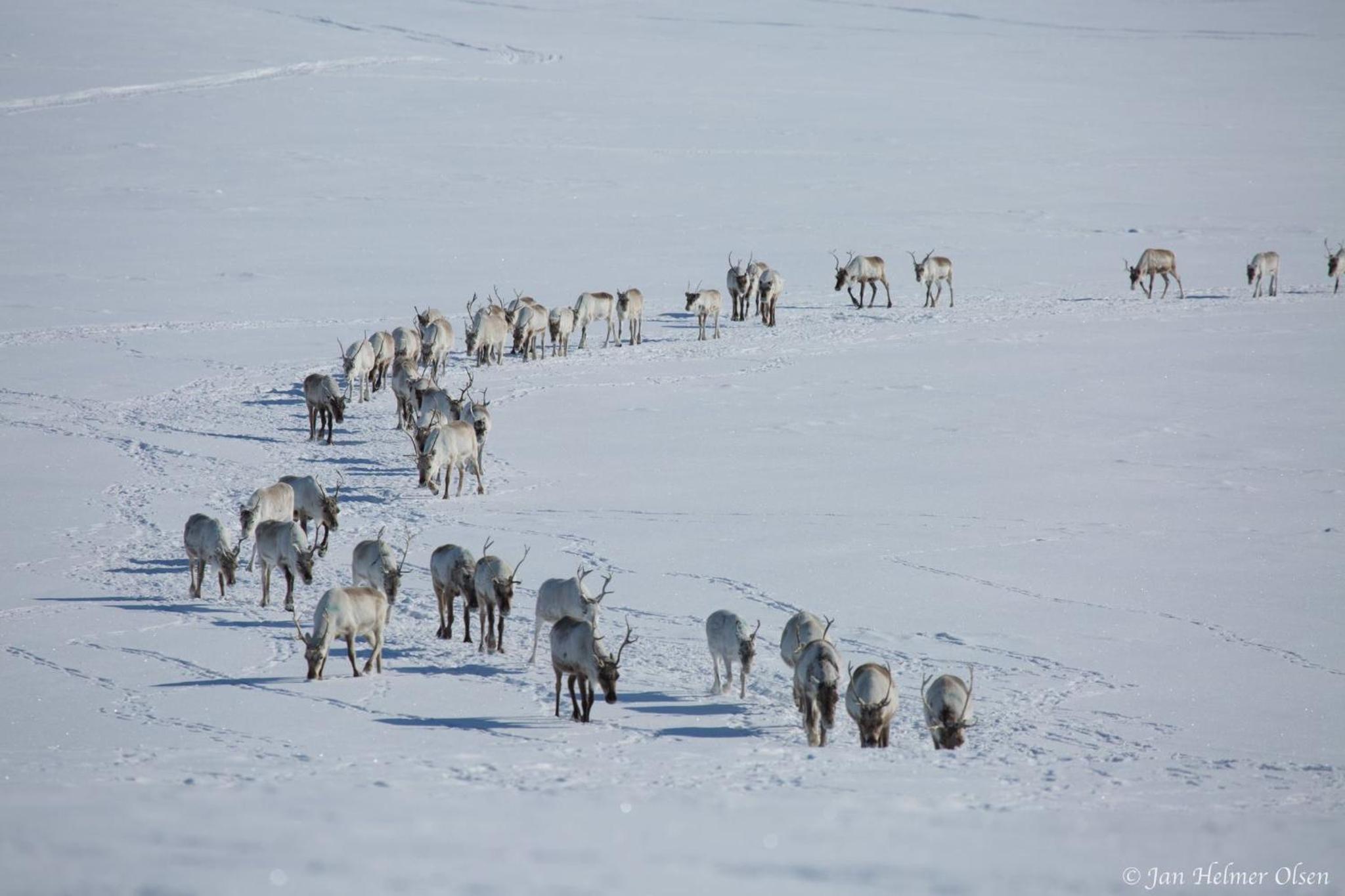 Authentic Sami Reindeer Herding Adventure in Arctic Norway view 5