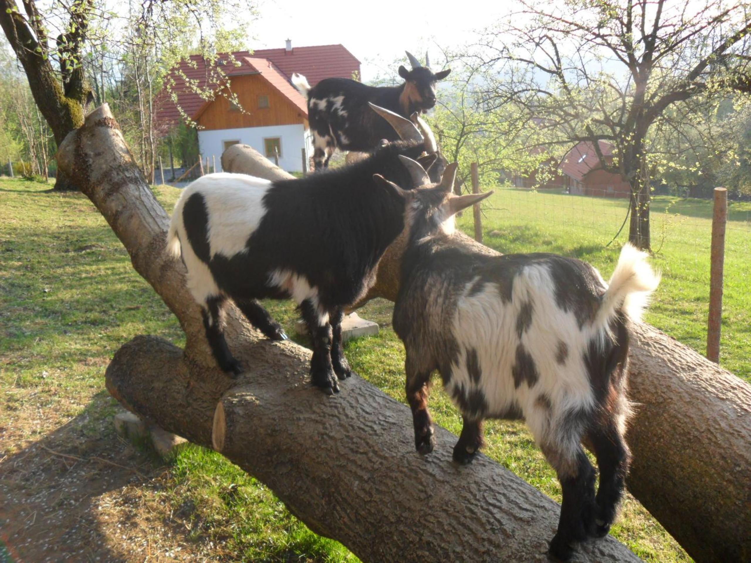 Urlaub am Glatzl Bauernhof