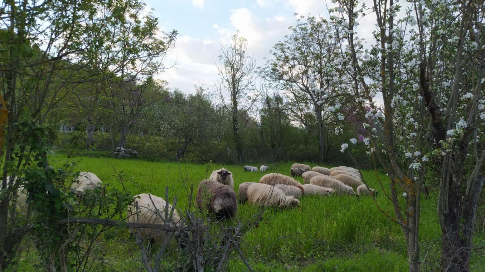 Spring Village Home