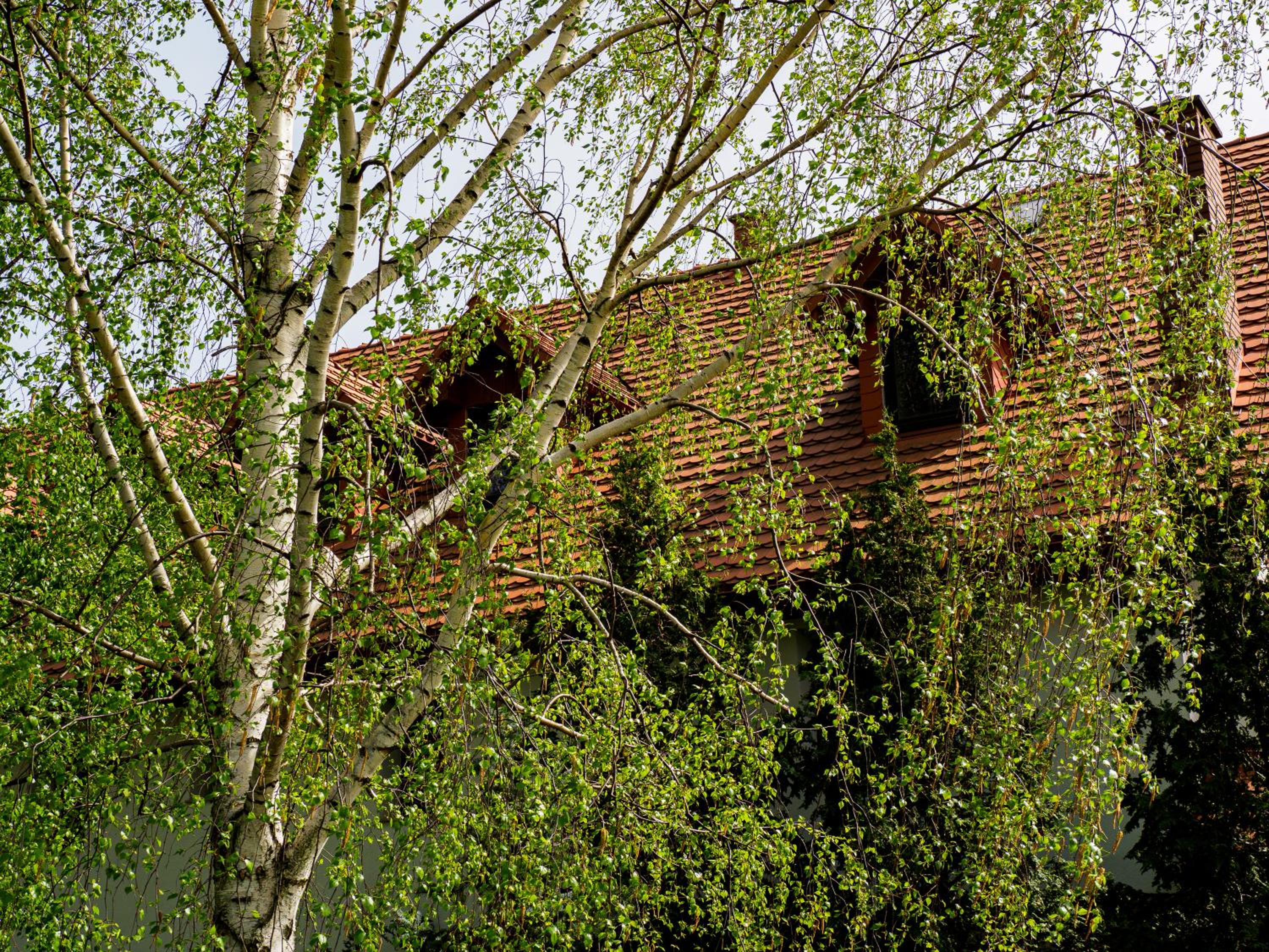 Photo 46