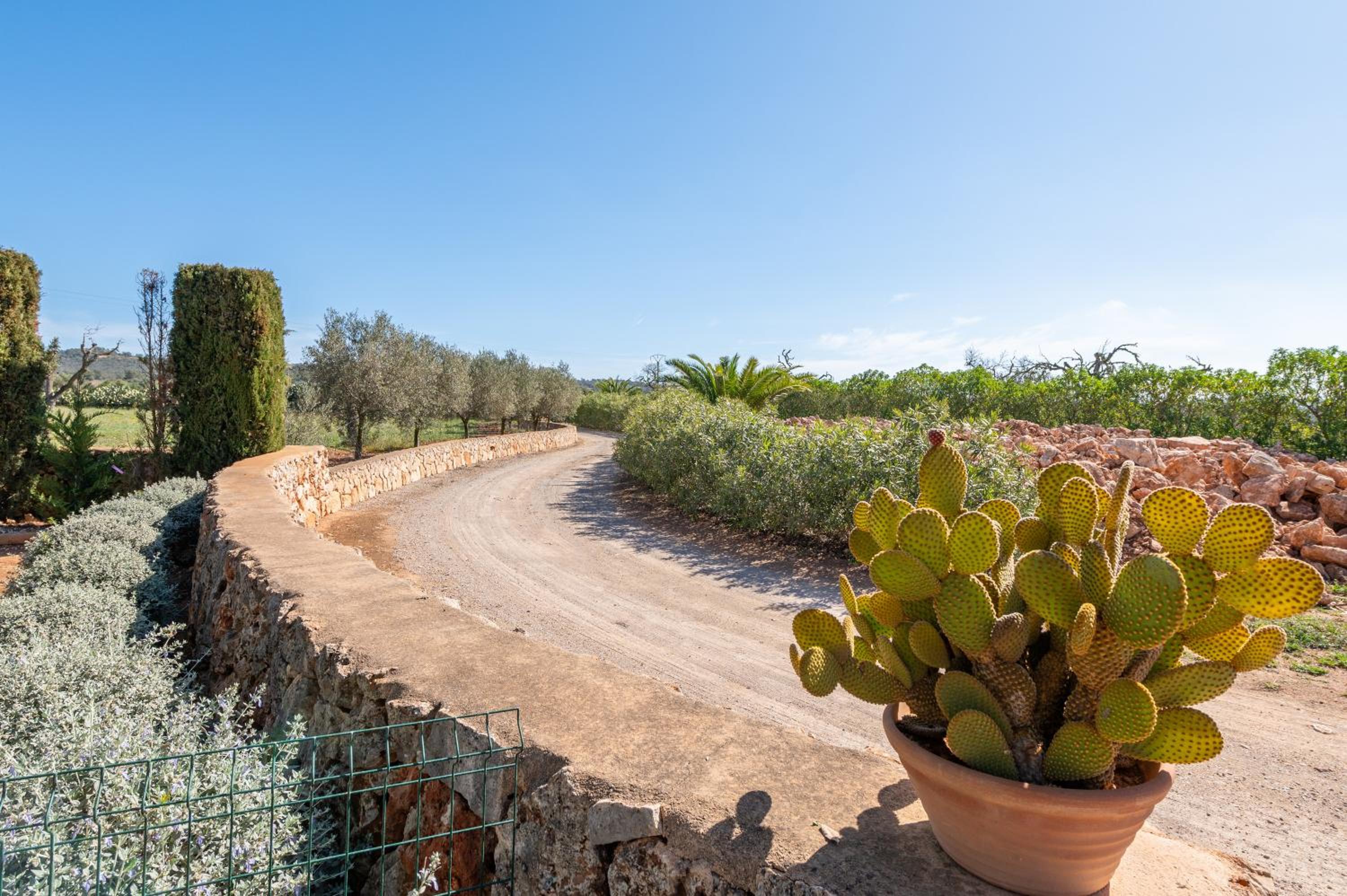 Ses Oliveres photo 3