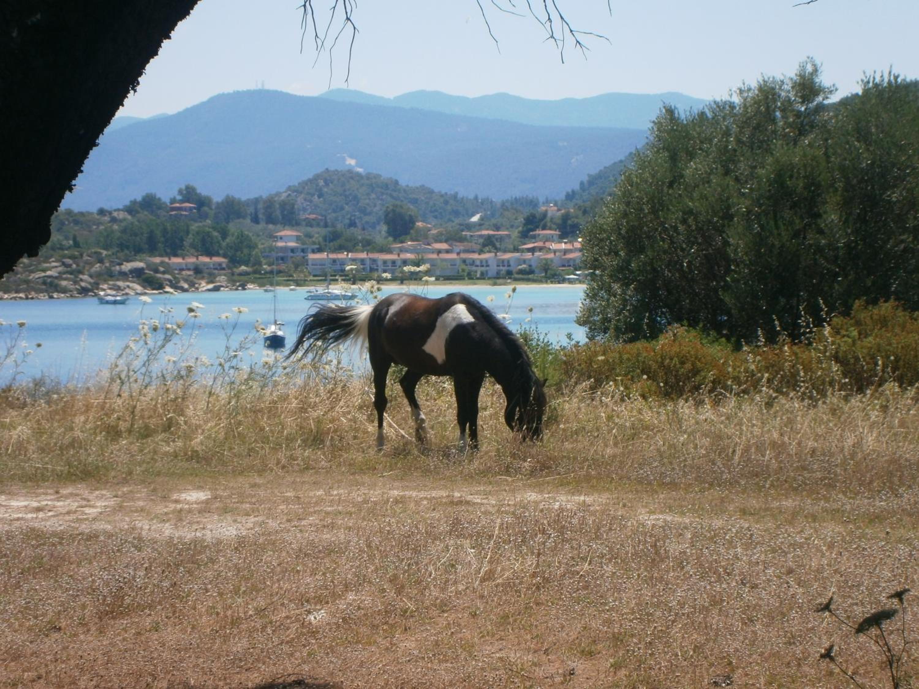 Barbagiannis House
