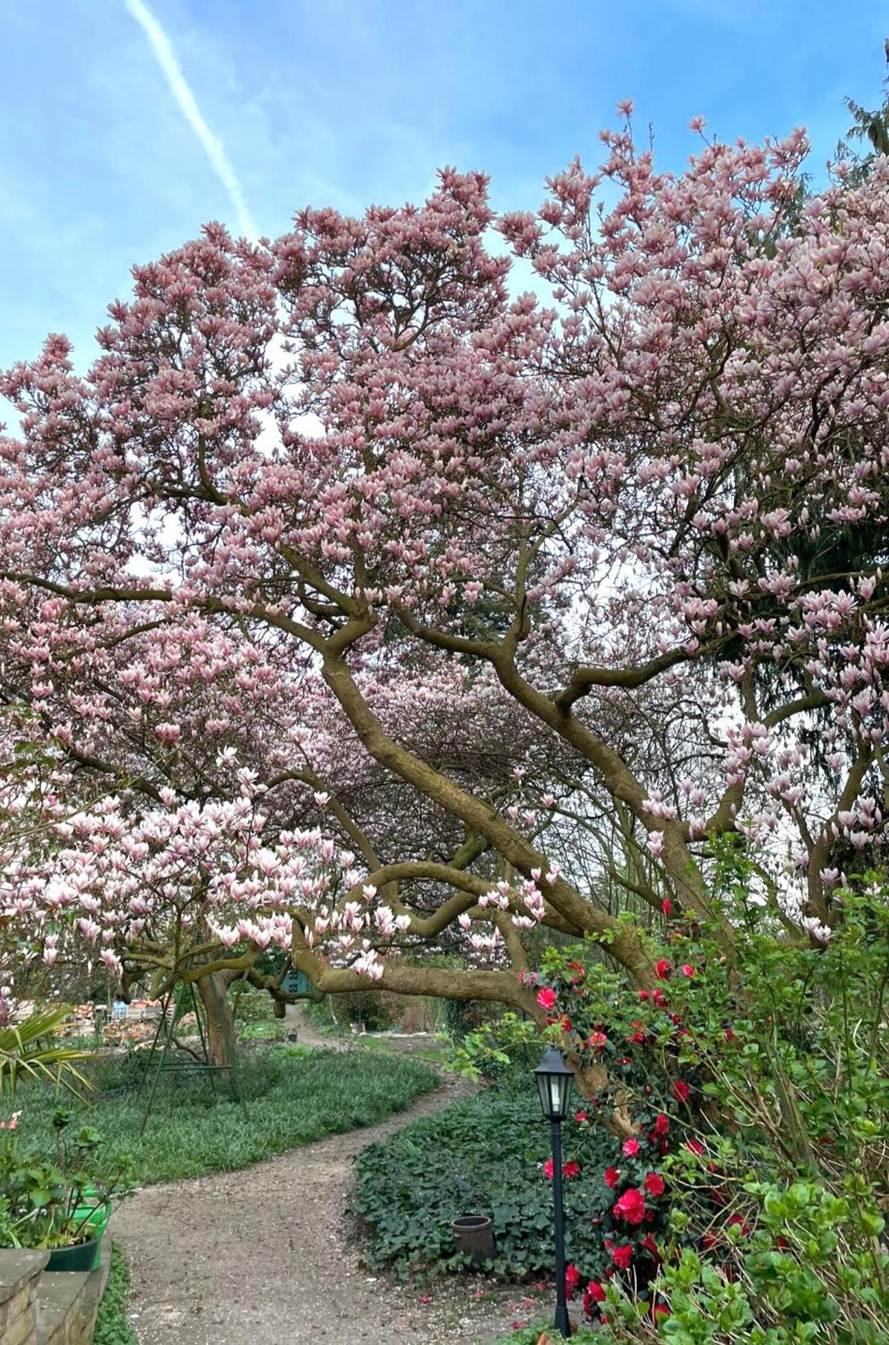 Gästehaus Magnolia