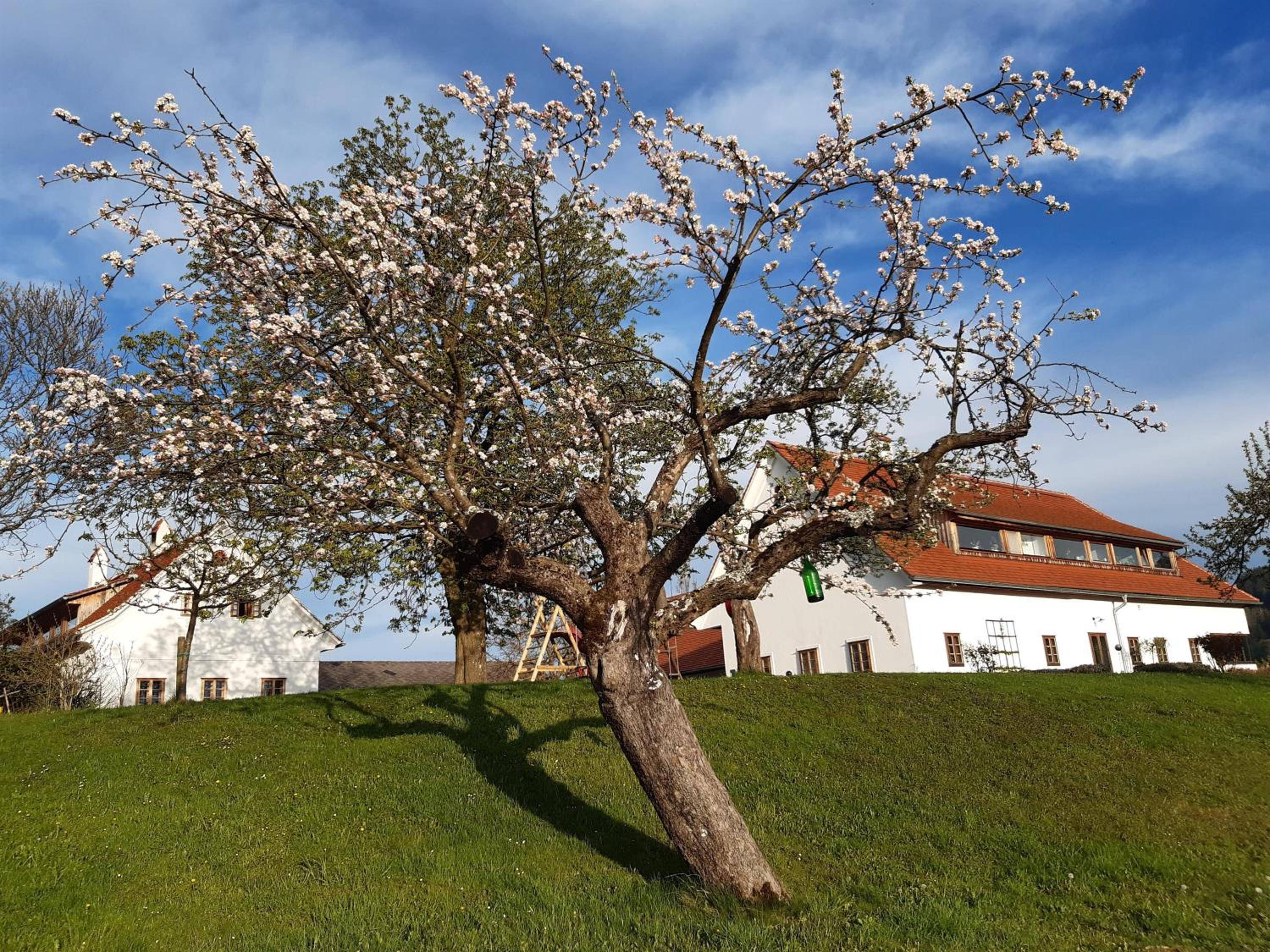 Ferienwohnung OberGuess
