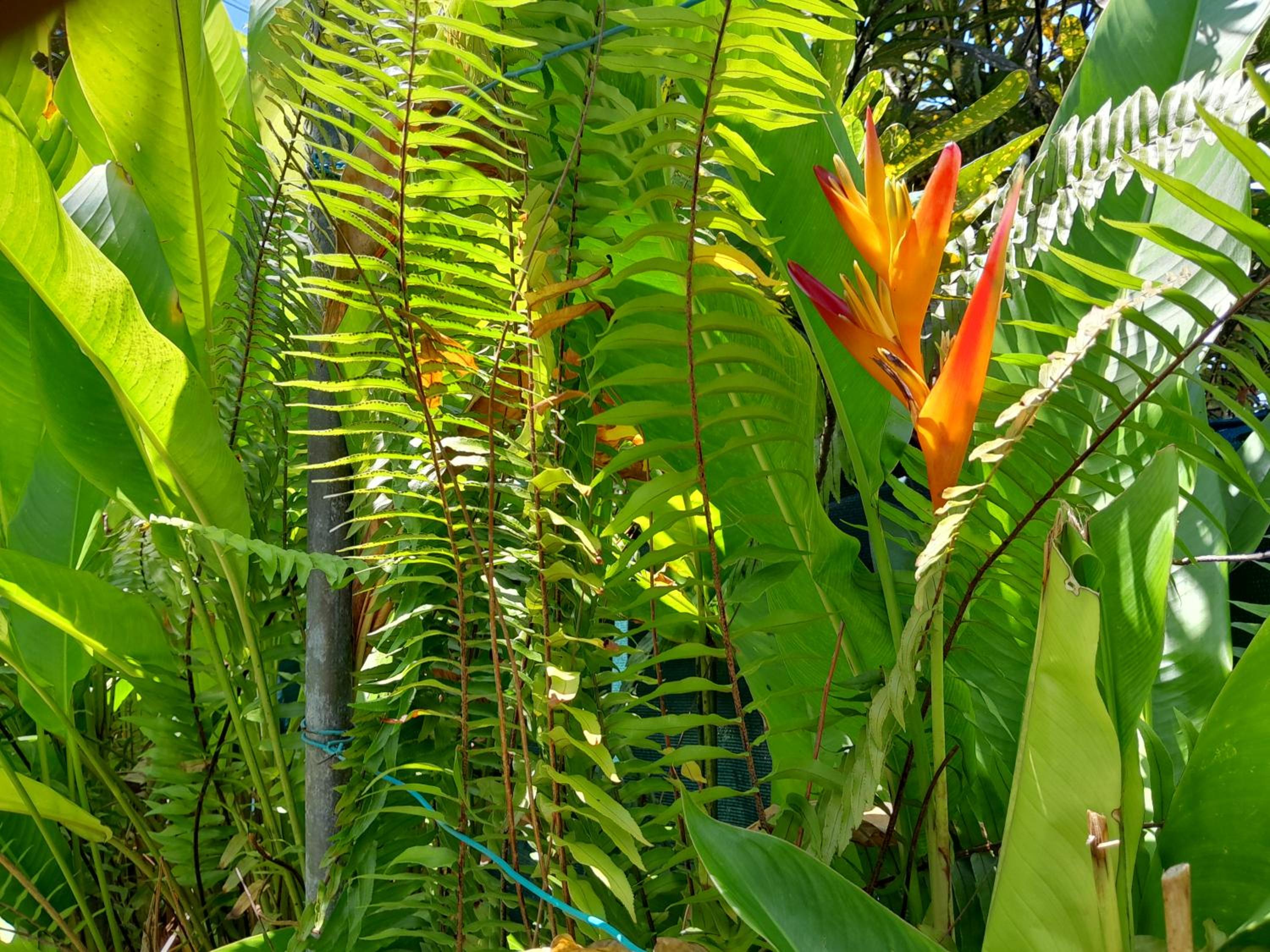L'îlet cacao view 5