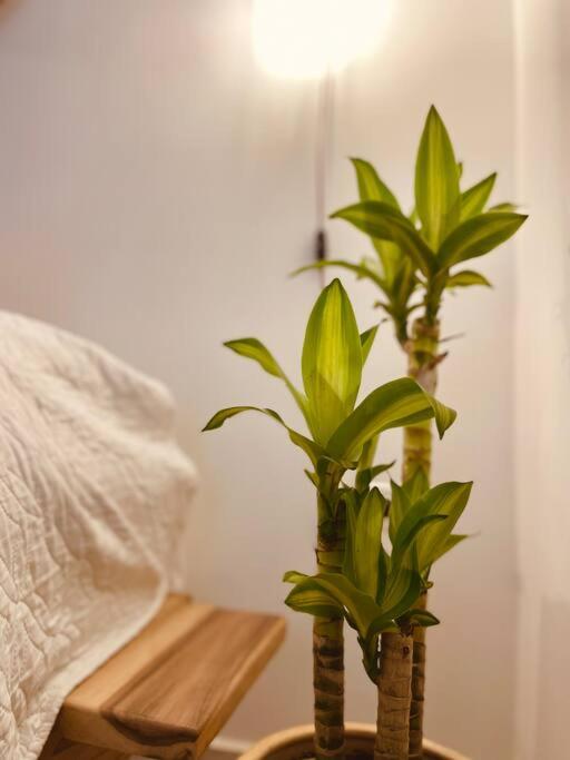 Apartaestudio, súper plan para parejas.
