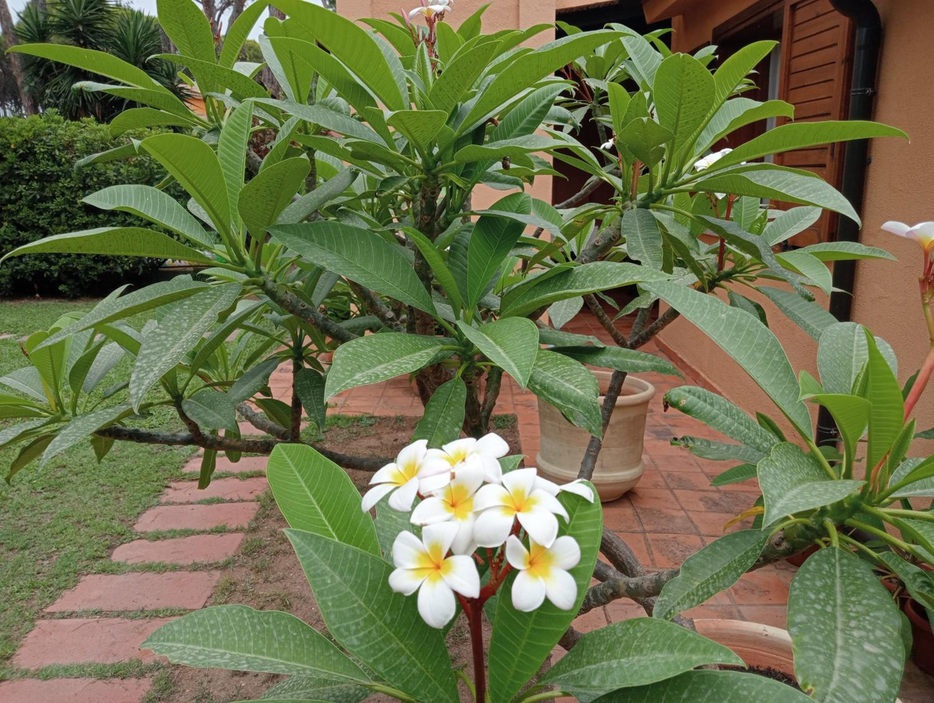 Casa Helichrysum
