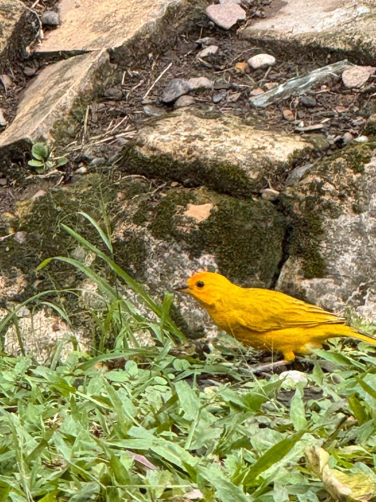 Finca Villa Rosita-Tu Paraíso Campestre cerca de Bogotá
