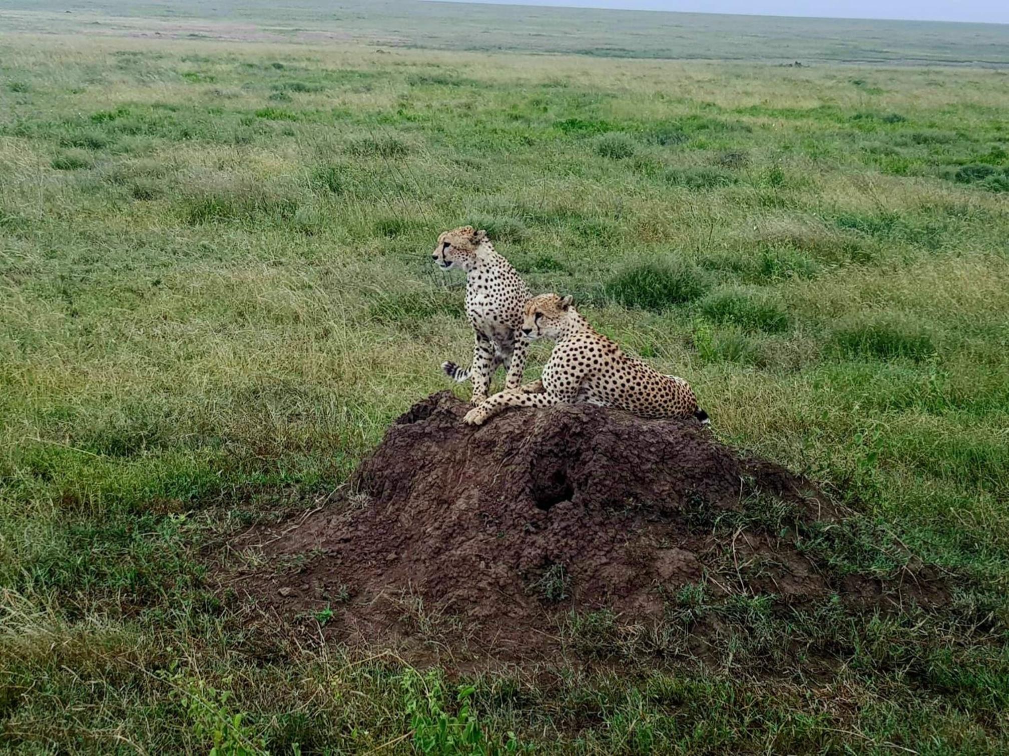 Real African Life safaris and Camps view 4