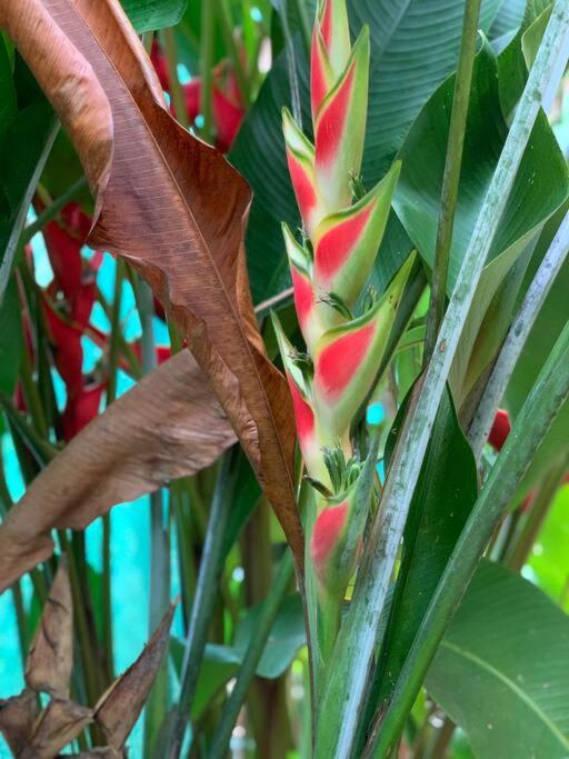 Casita Heliconia