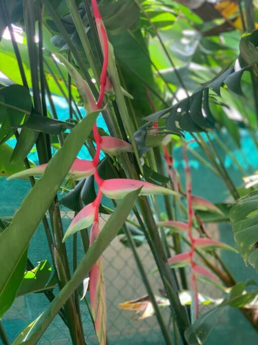 Casita Heliconia