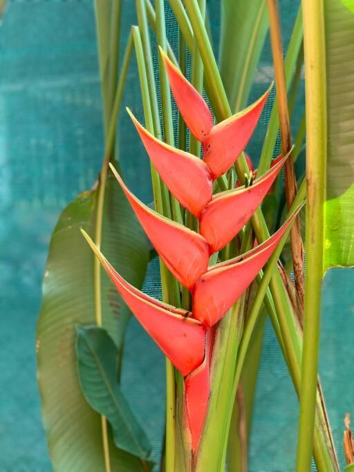 Casita Heliconia