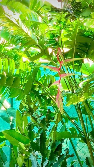 Casita Heliconia