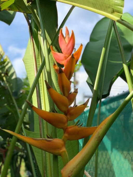 Casita Heliconia