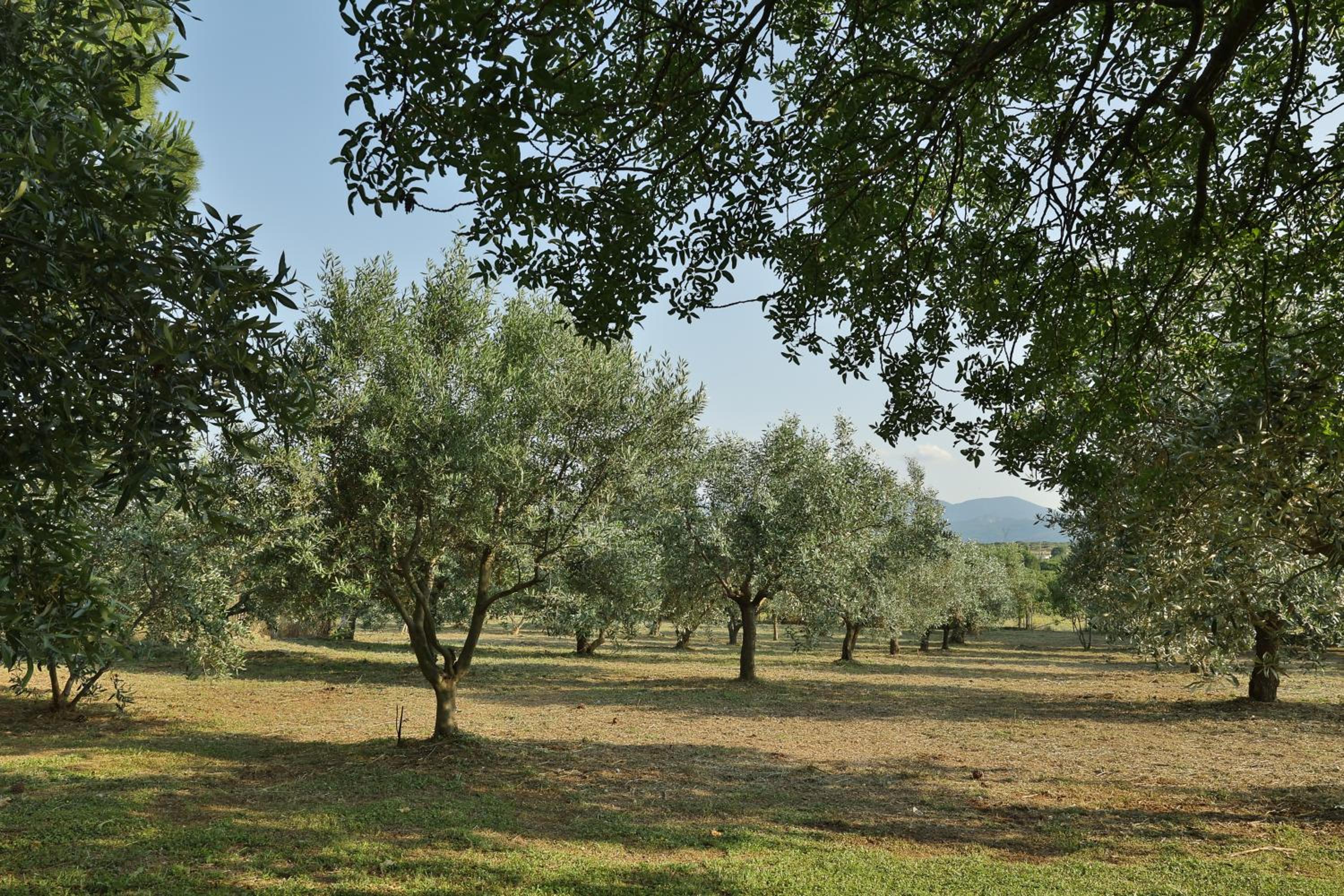 Photo 31