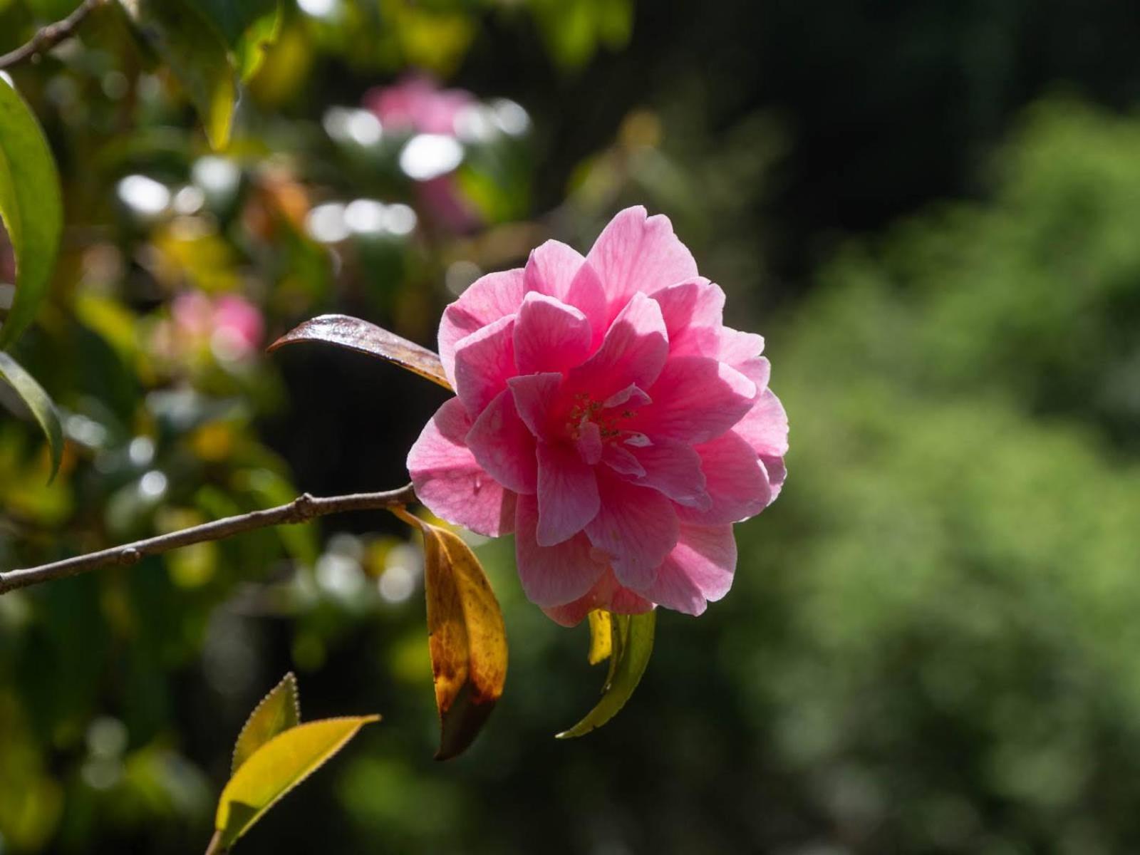 Photo 41