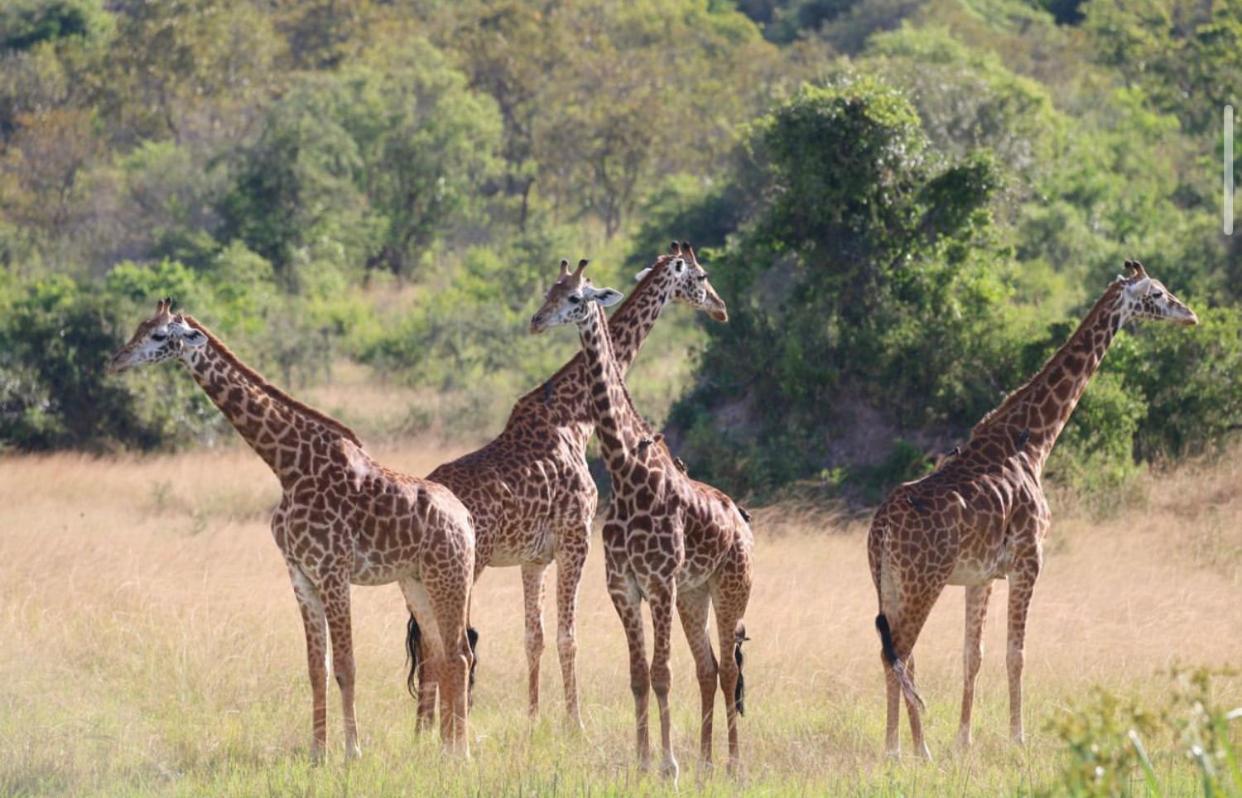 Wildlife friendly safari view 2