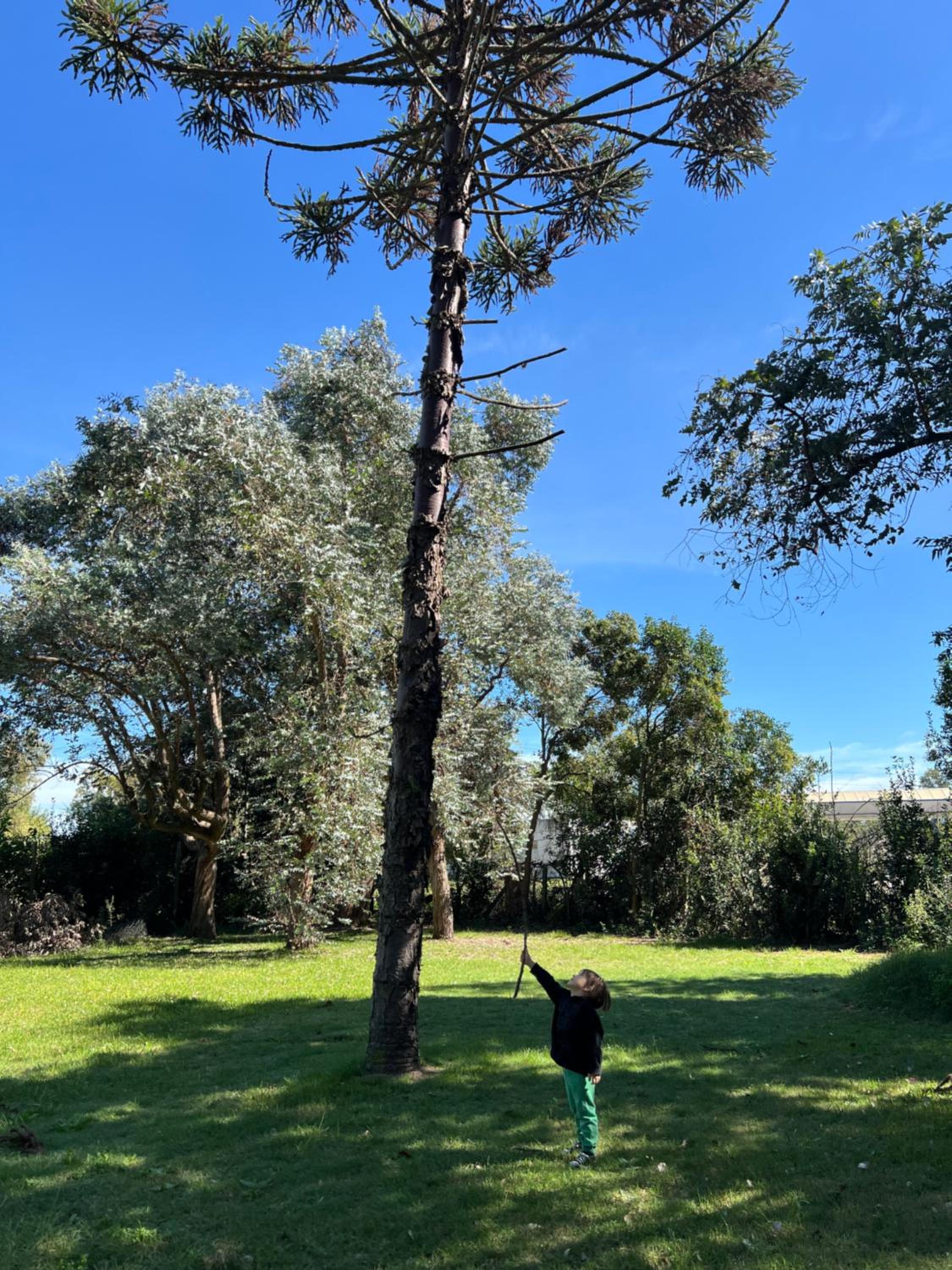 Araucarias Cabañas y Departamentos