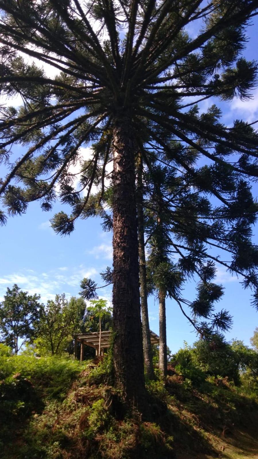 Casa ampla e aconchegante em Gramado