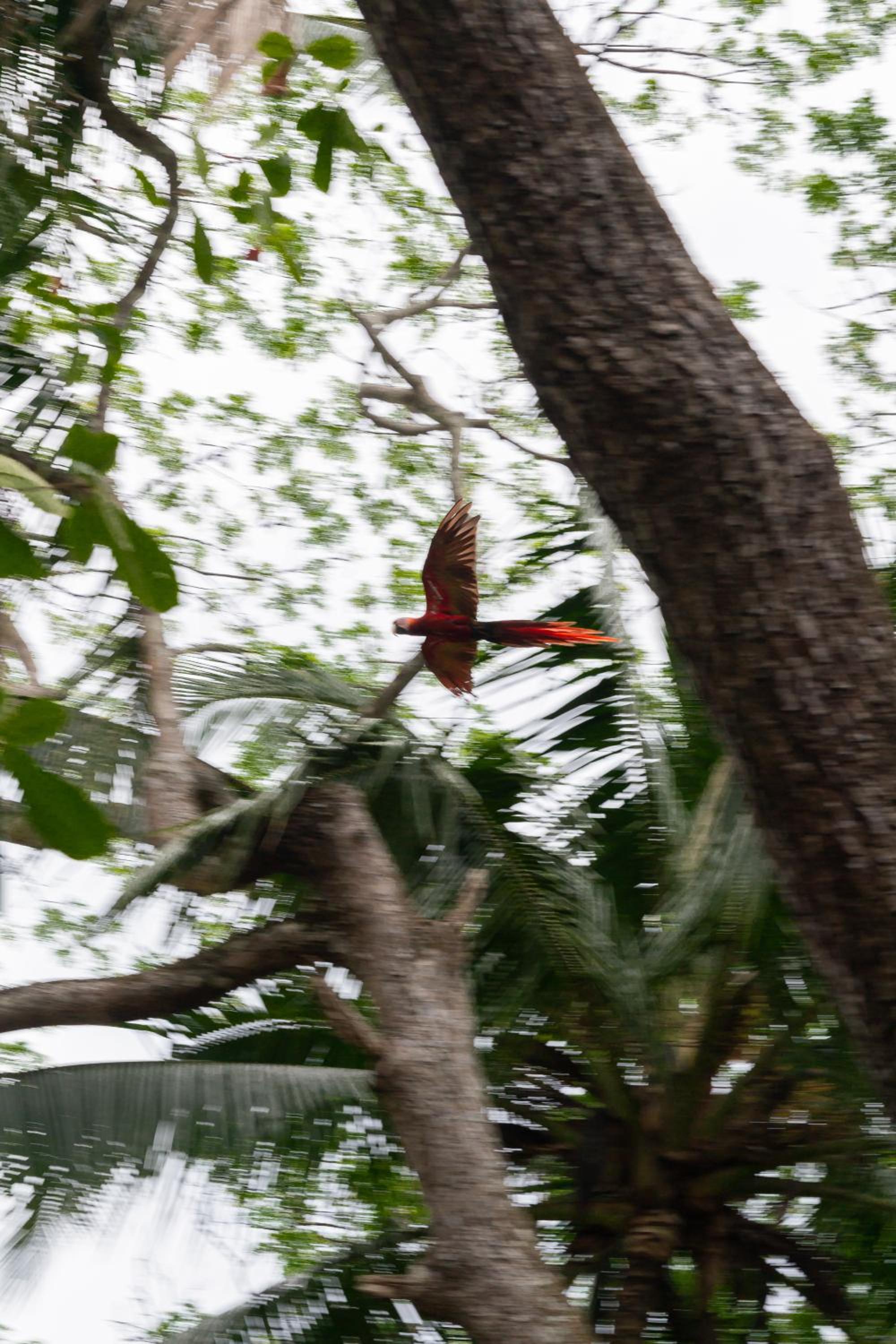 Macaw Paradise