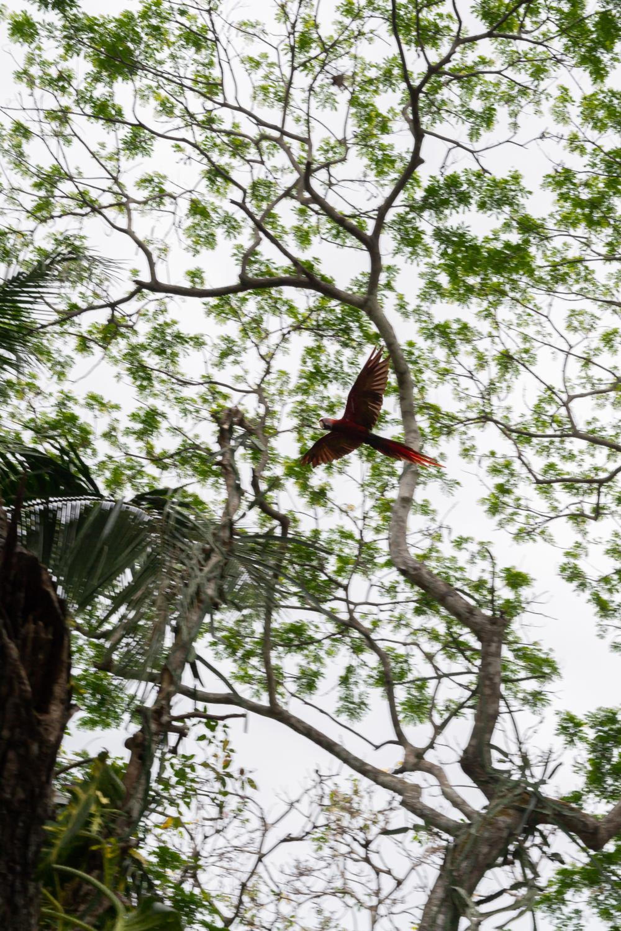 Macaw Paradise
