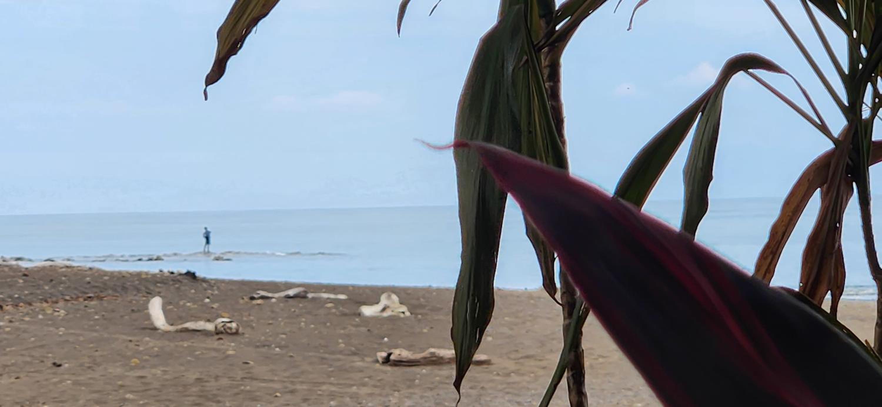 Macaw Paradise