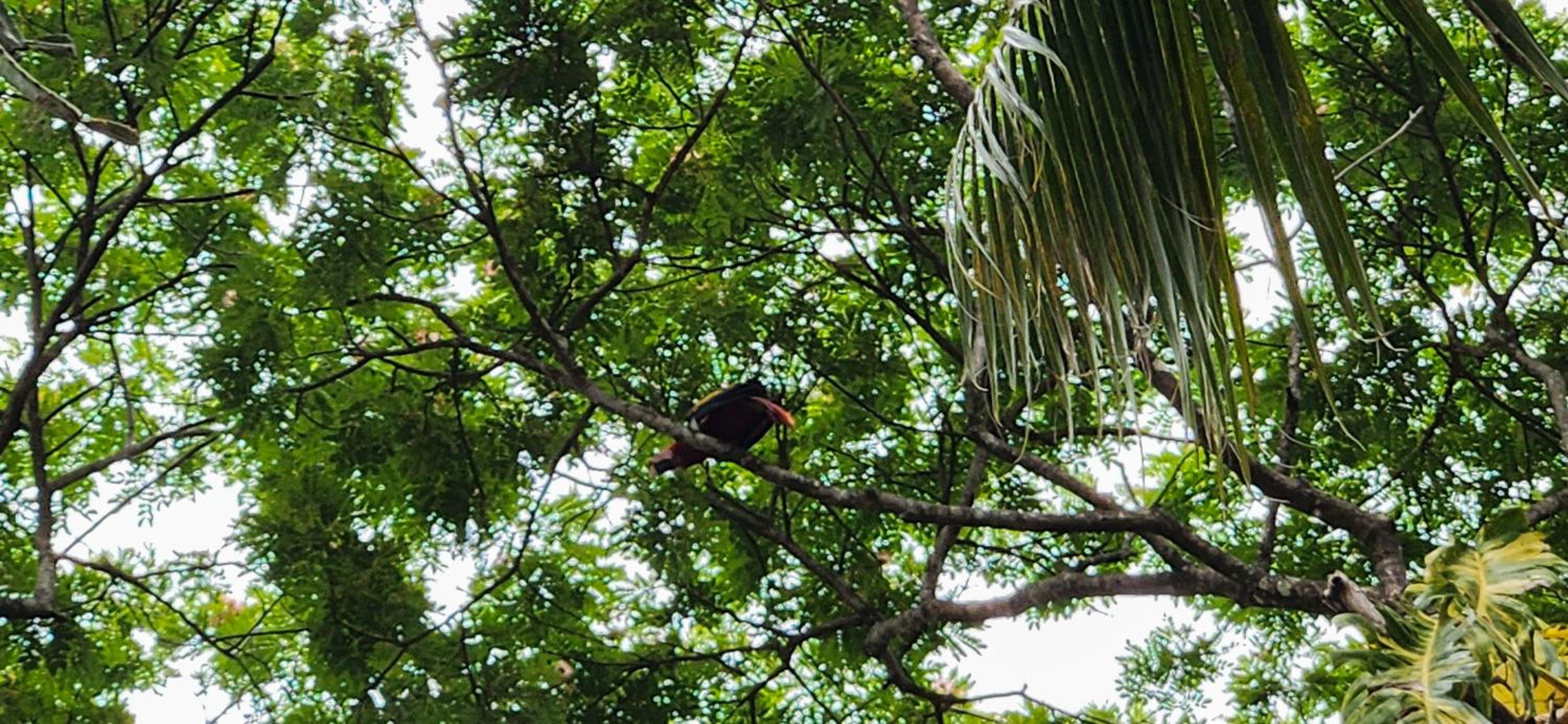 Macaw Paradise