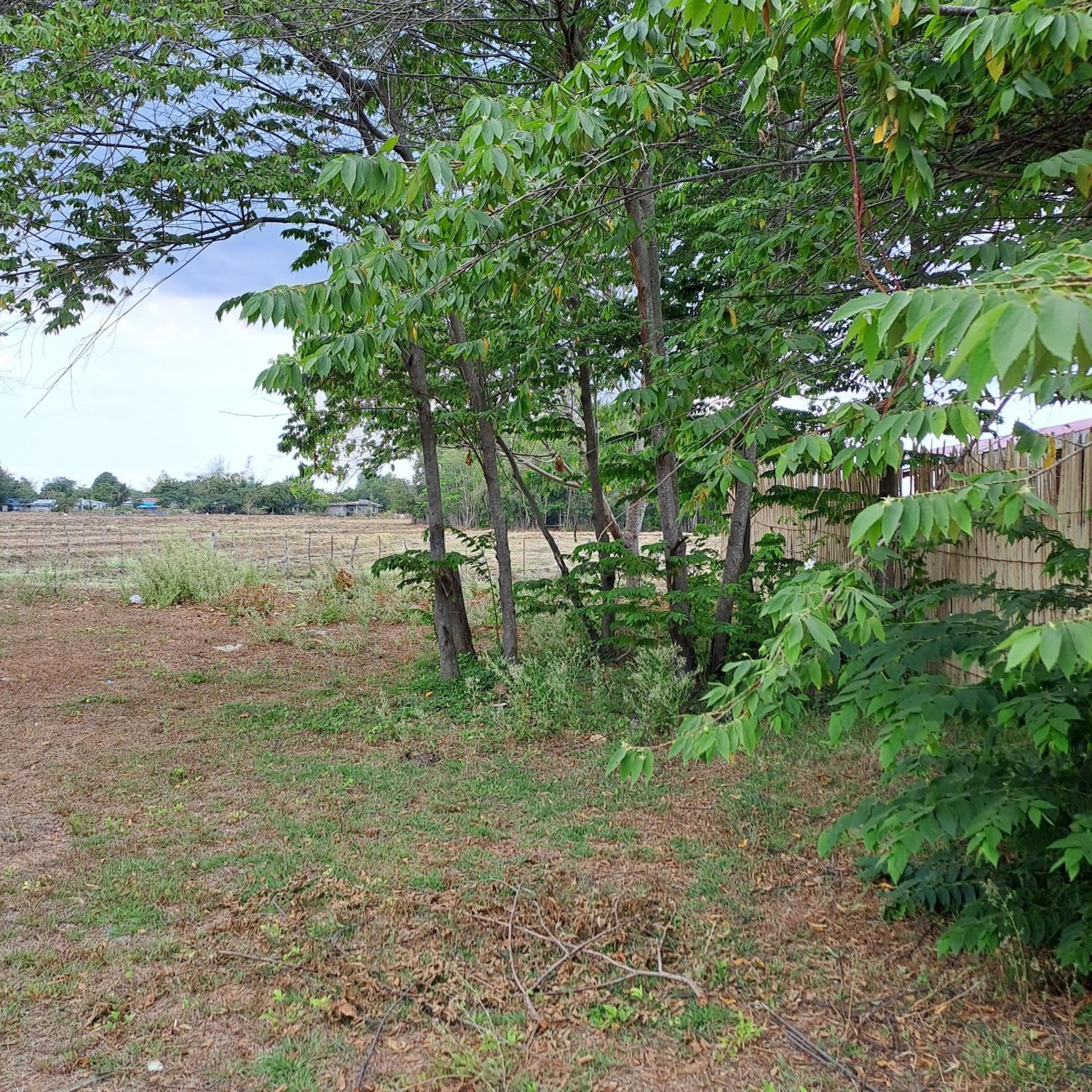 Photo 45