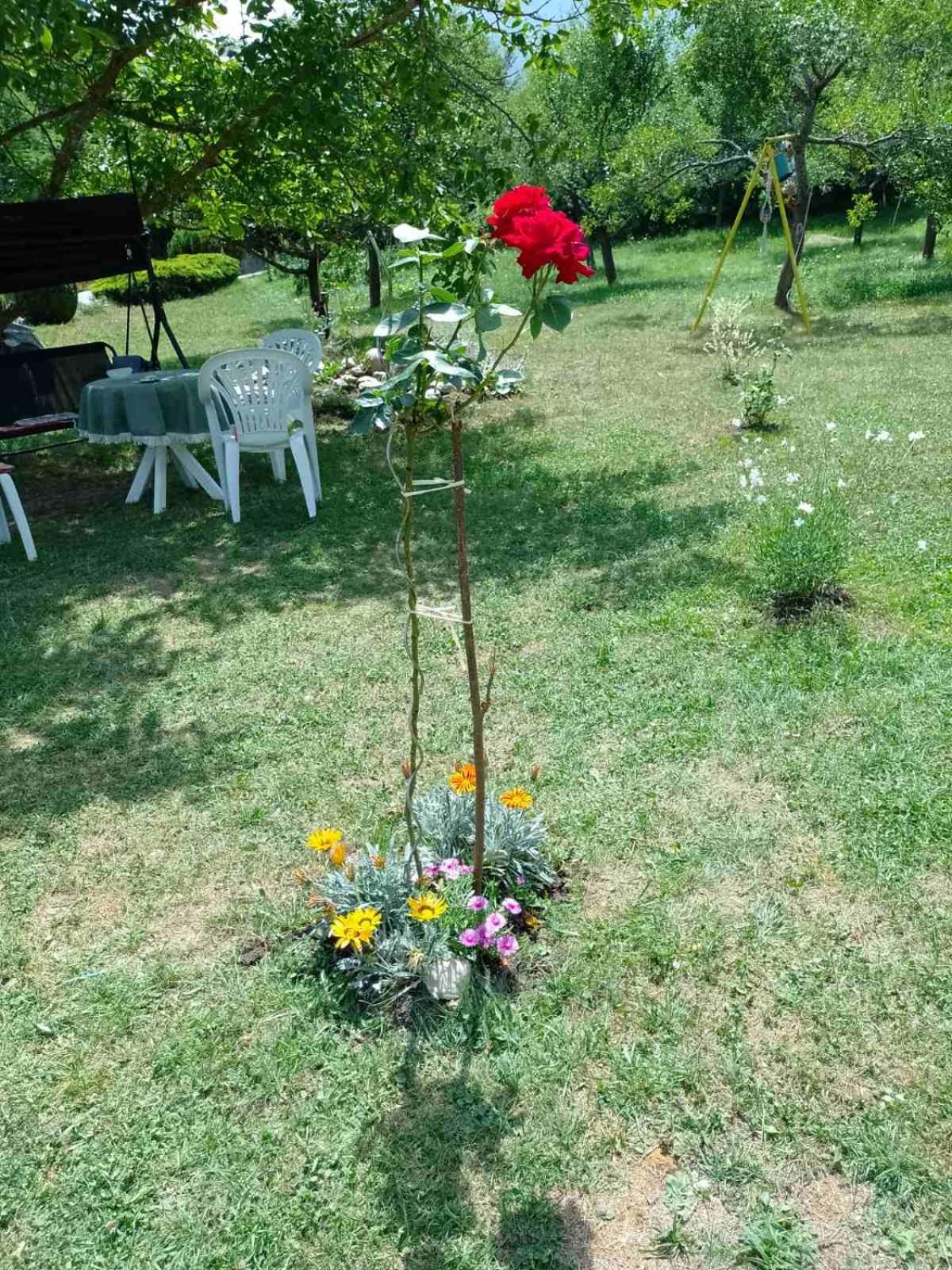 Photo 16