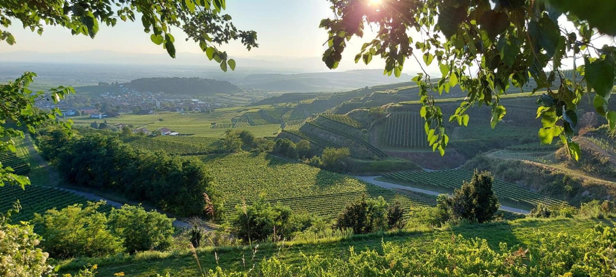 Ferienwohnung vino9