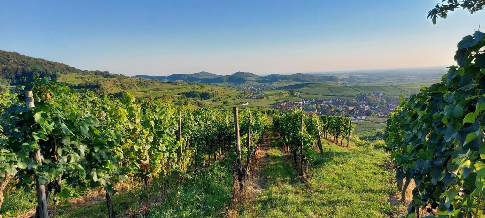 Ferienwohnung vino9