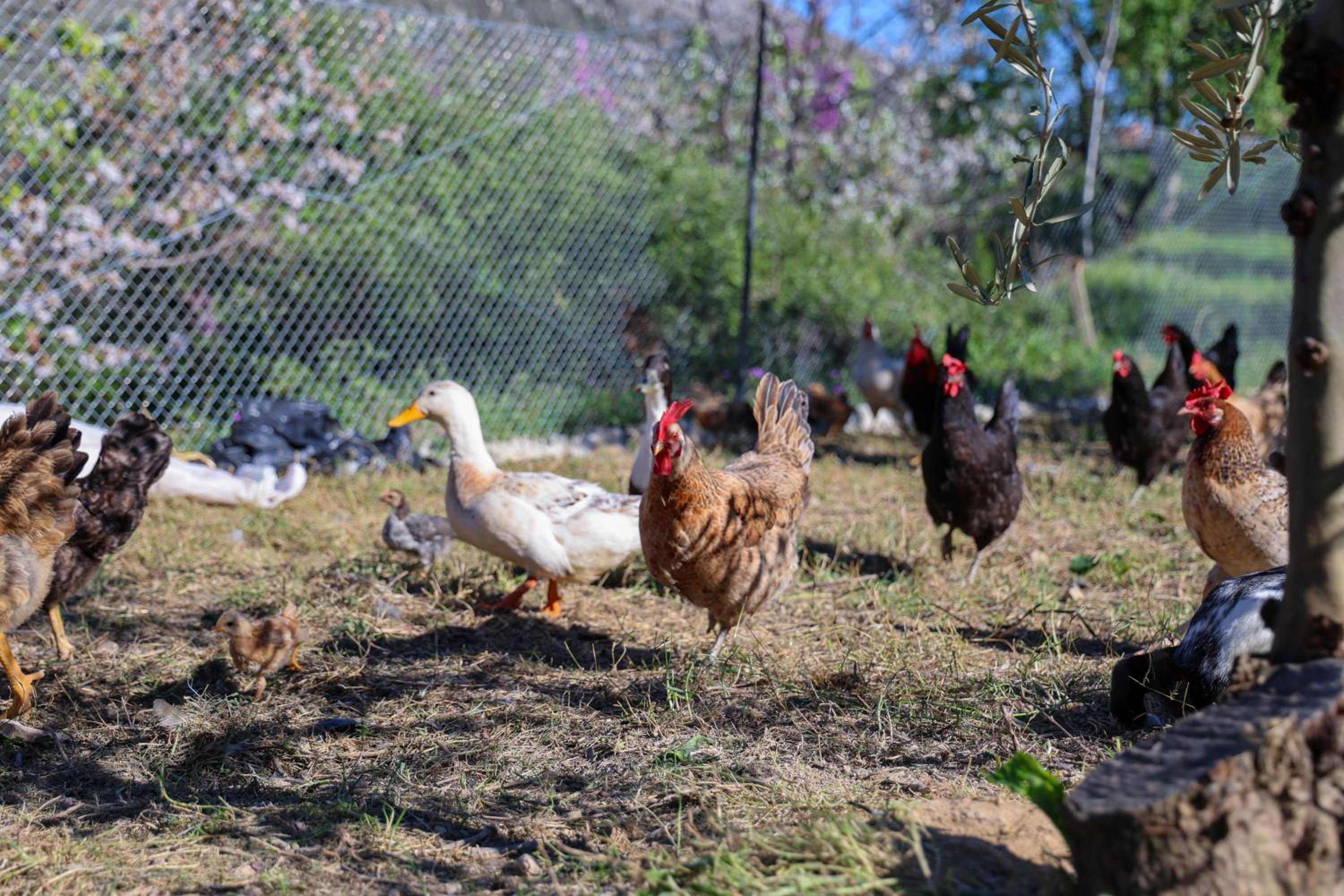 Villa Shpiragu Village Experience